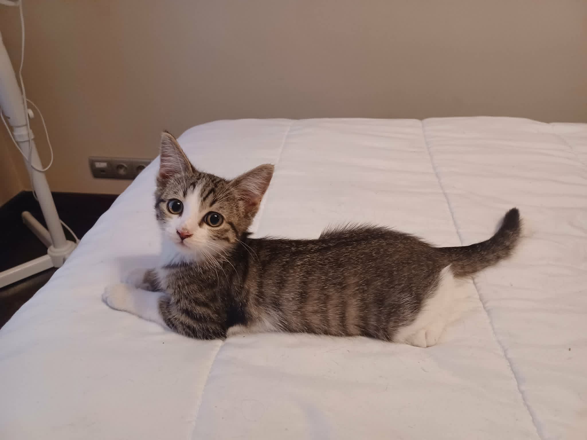 Photo du chat