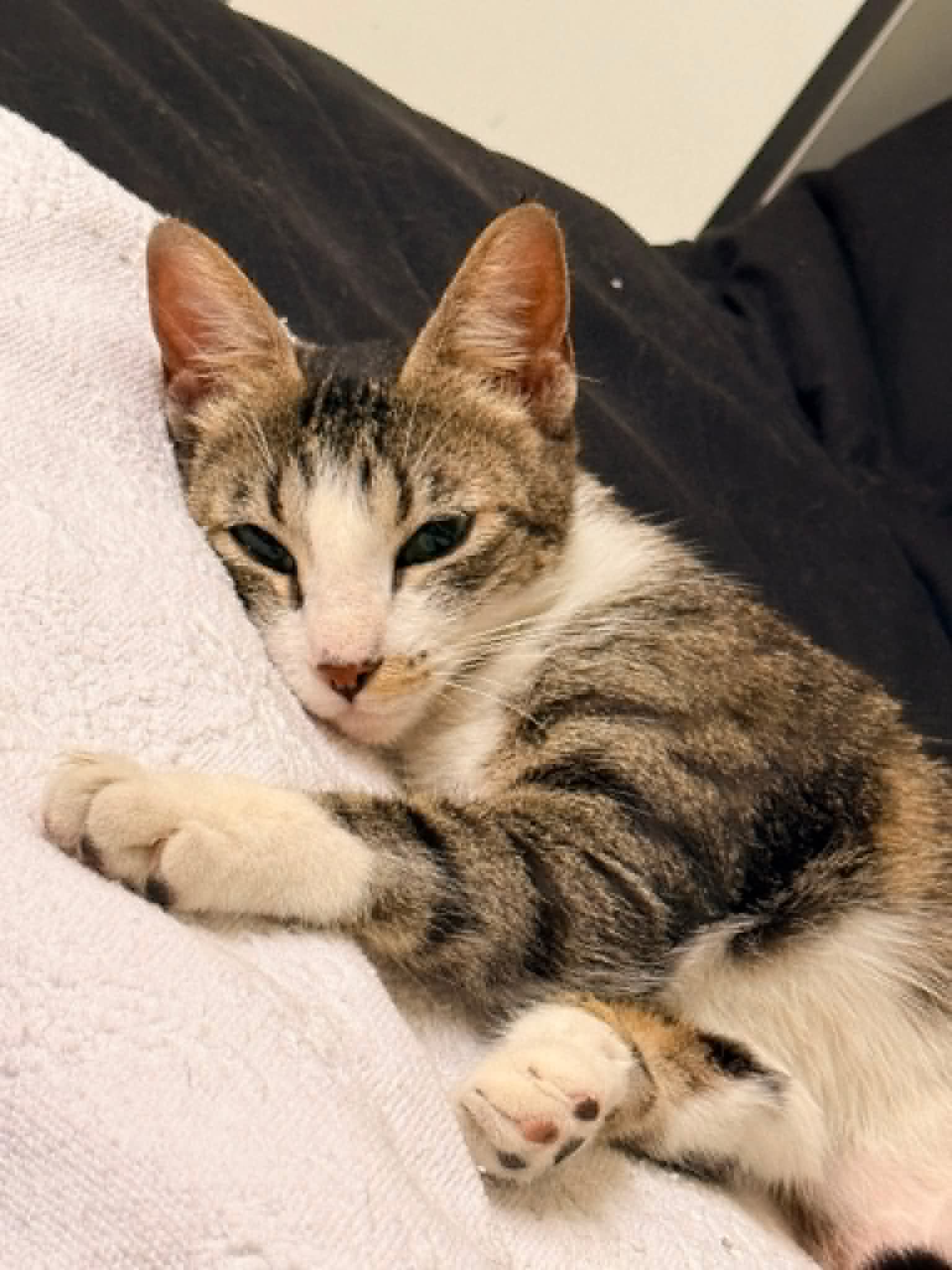 Photo du chat