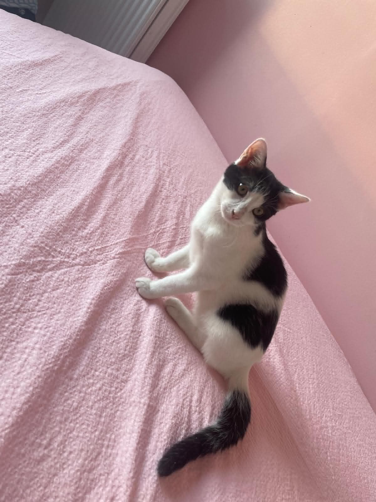 Photo du chat