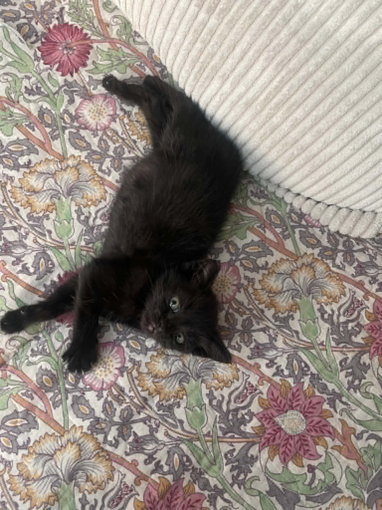 Photo du chat