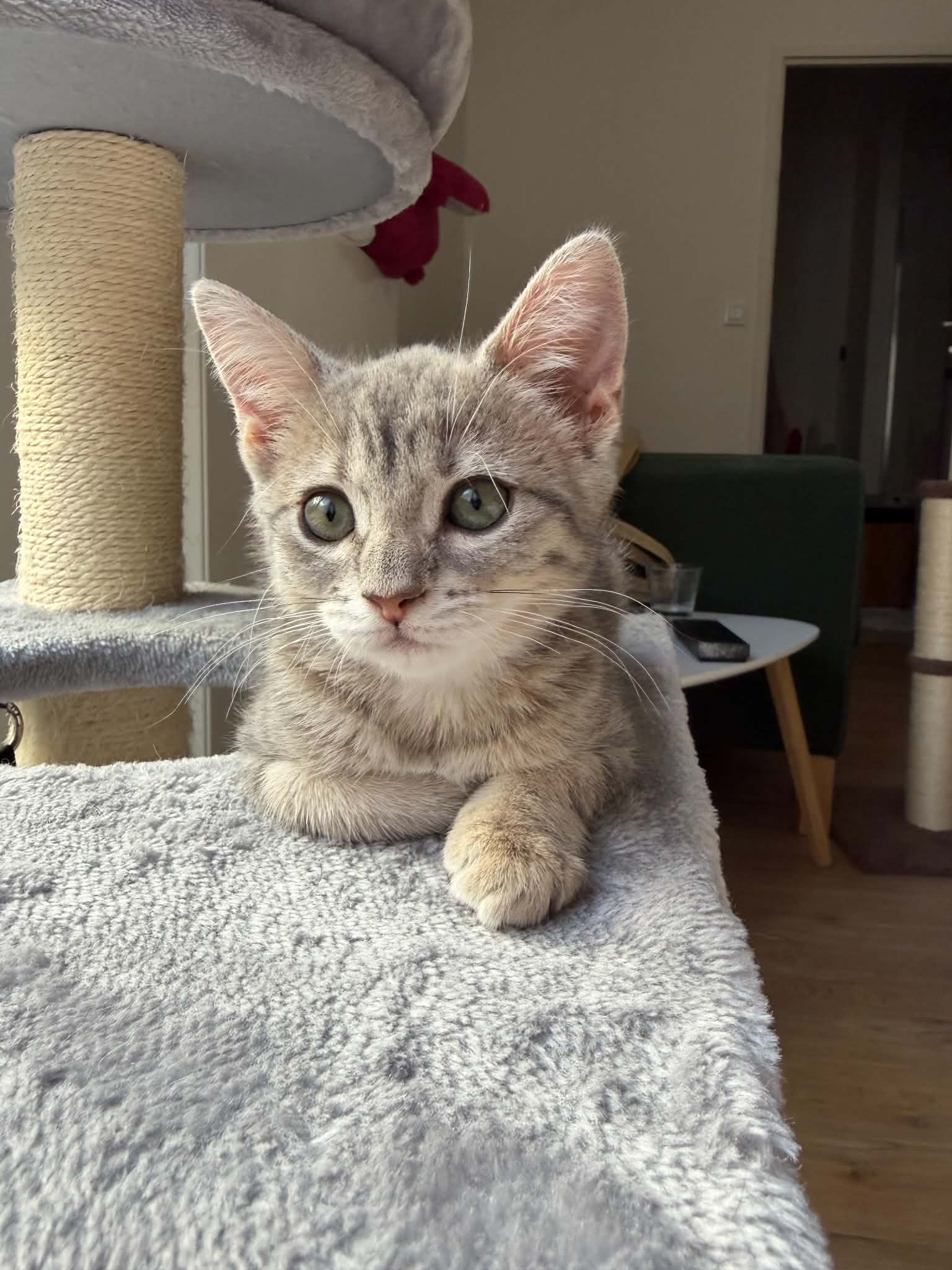 Photo du chat