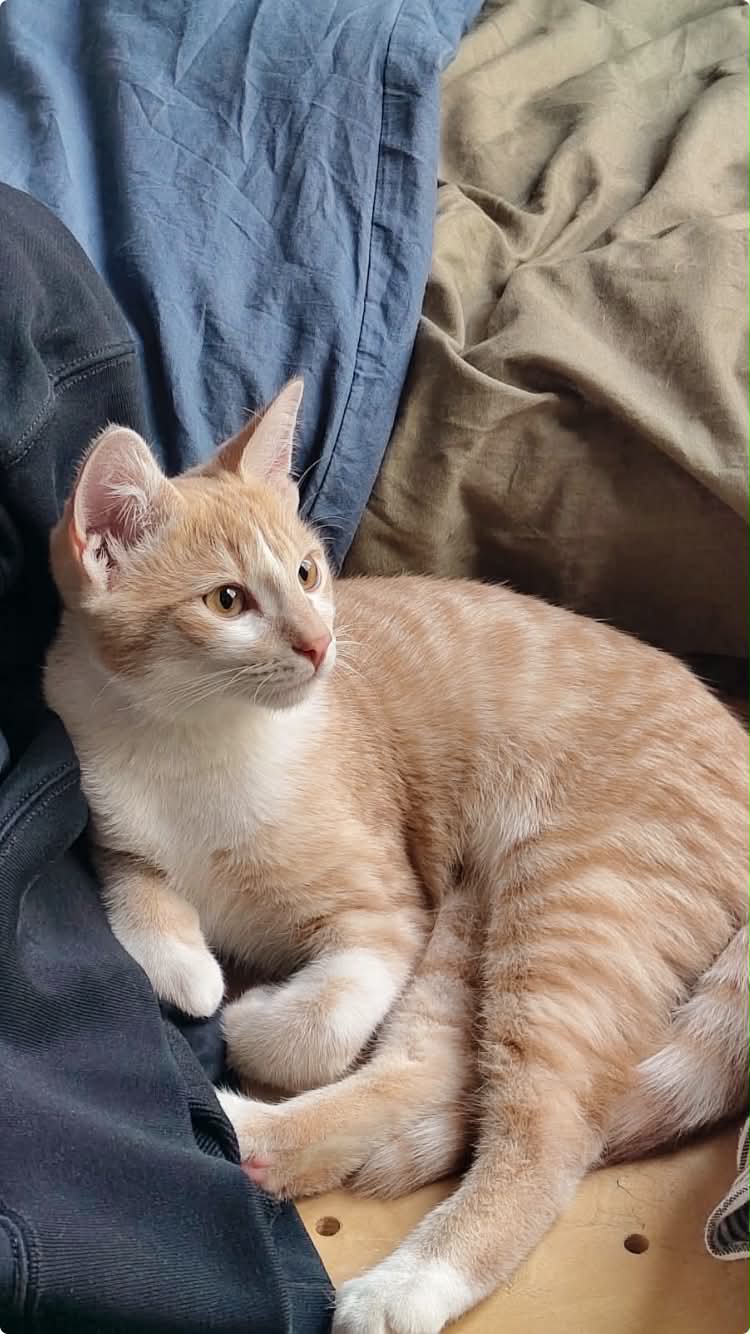 Photo du chat