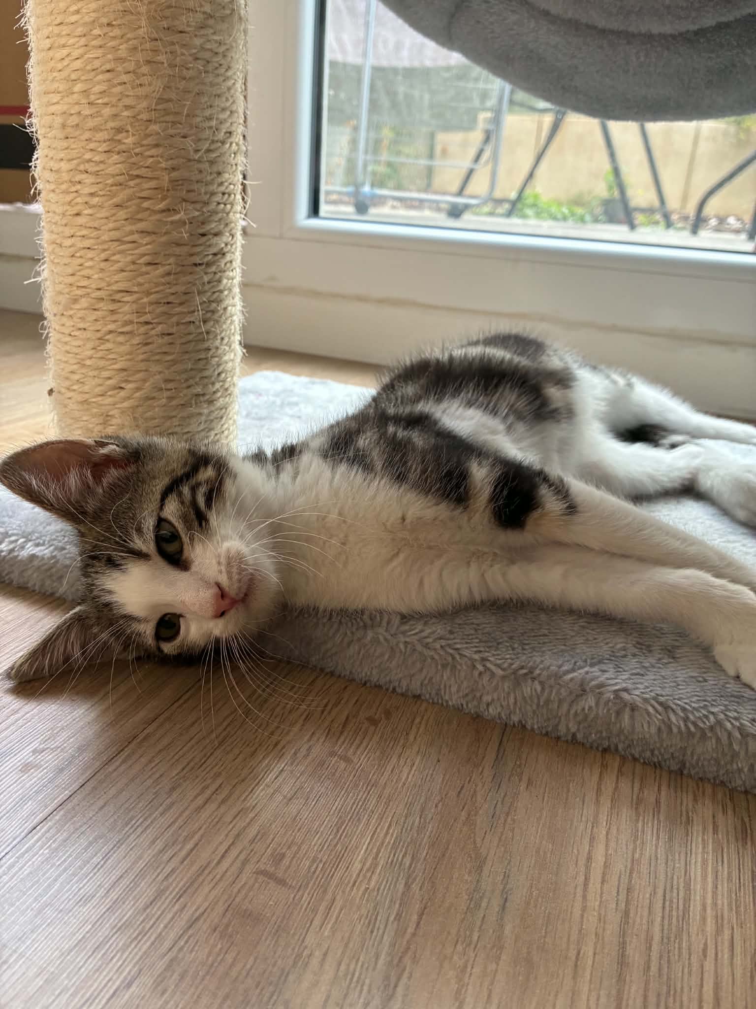 Photo du chat