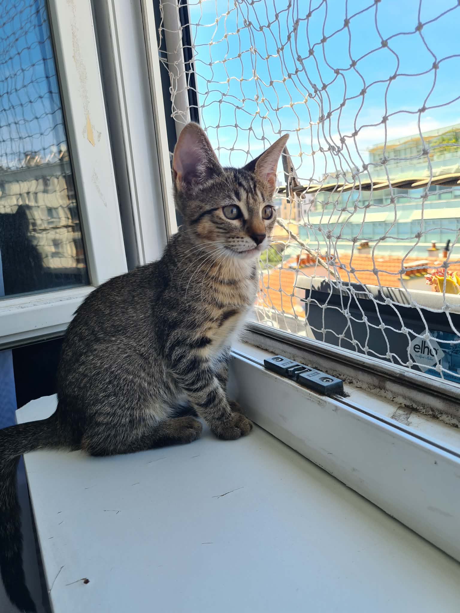 Photo du chat
