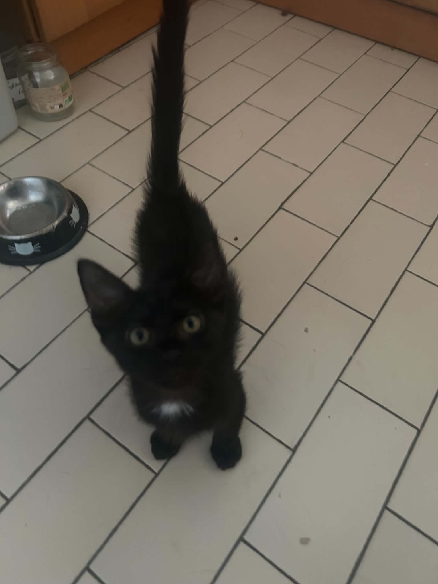 Photo du chat