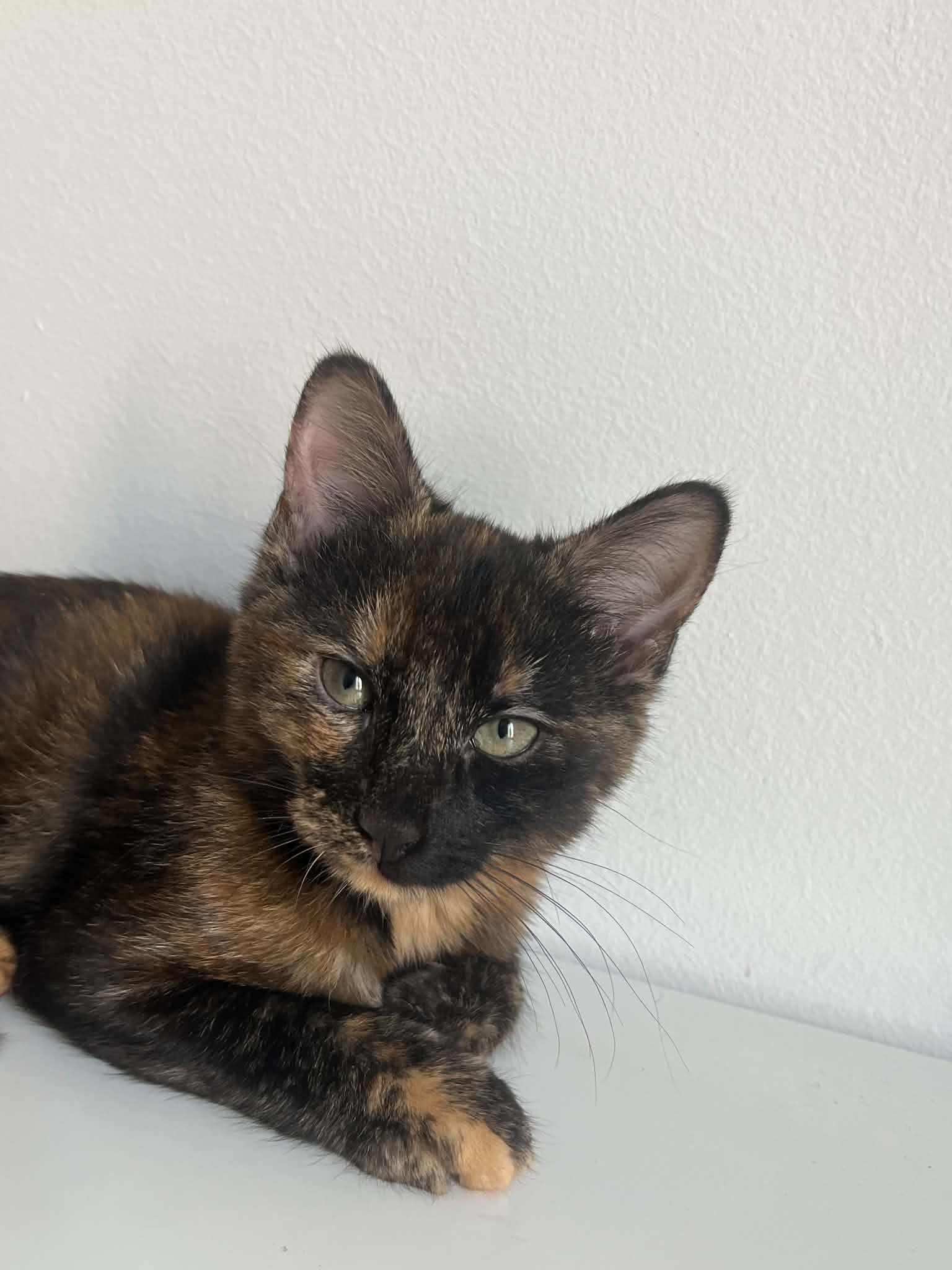 Photo du chat