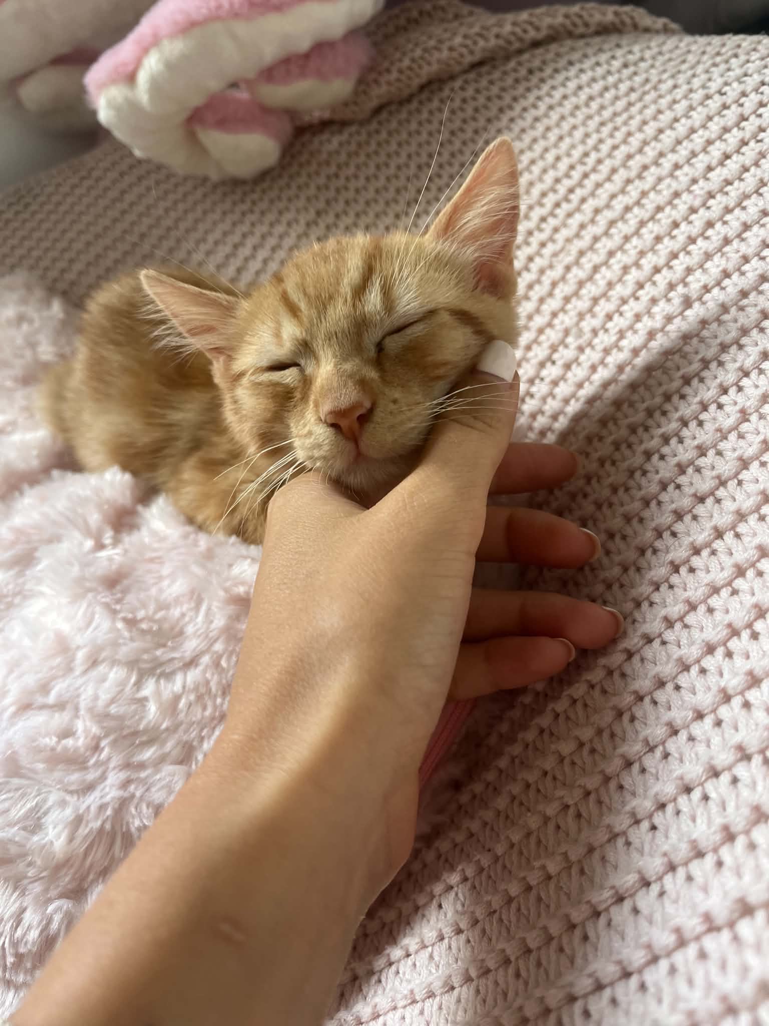 Photo du chat