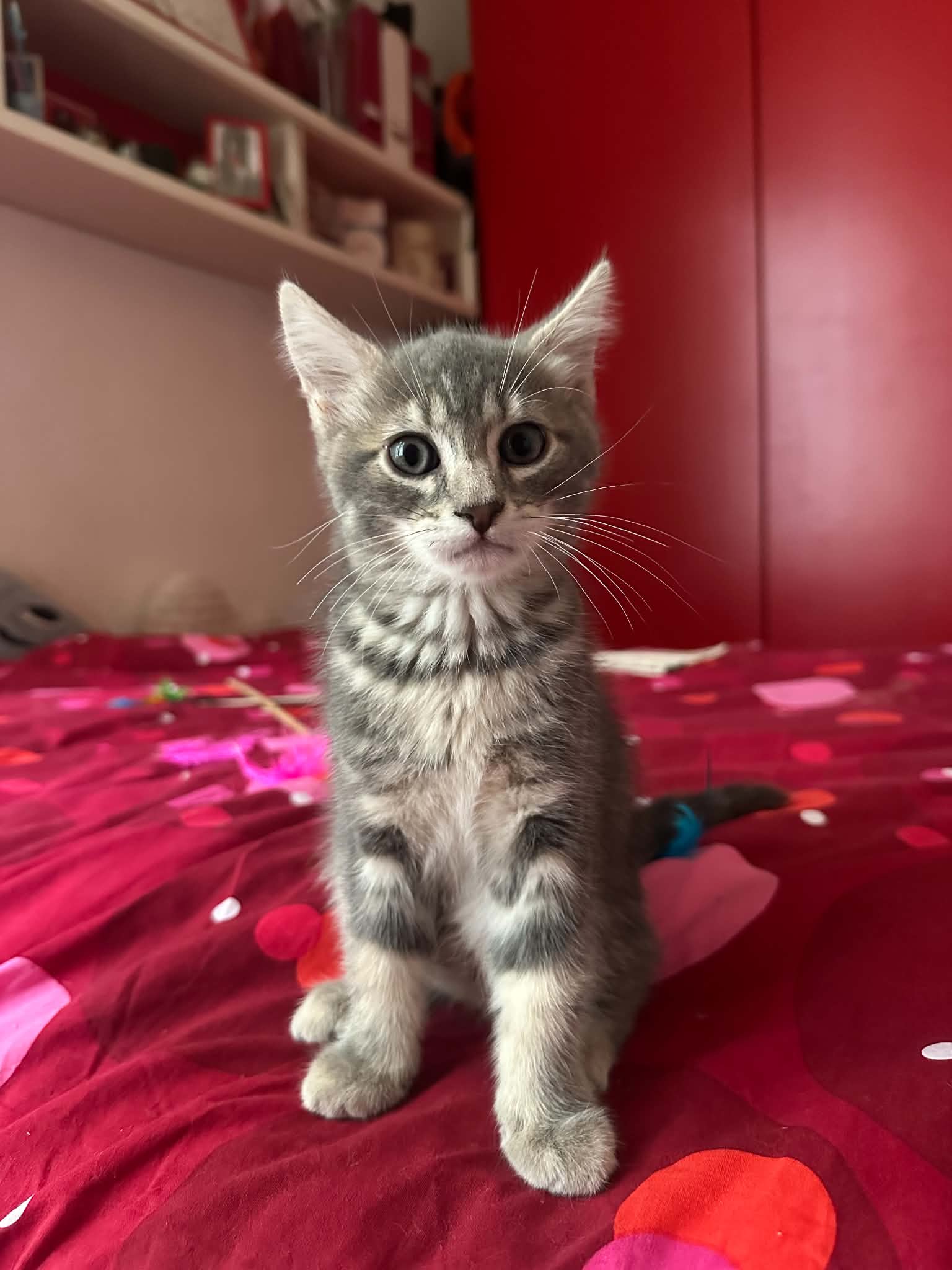 Photo du chat