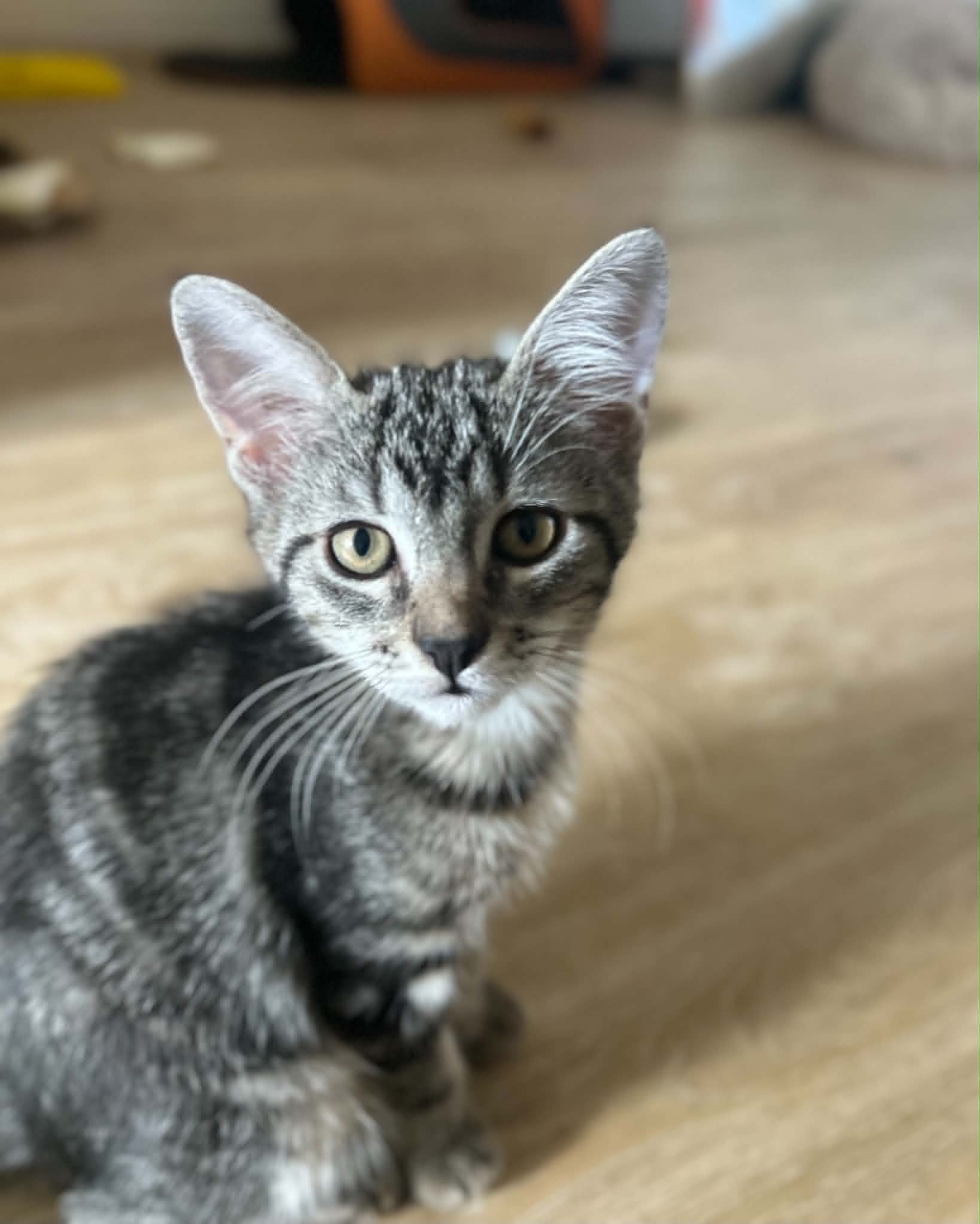 Photo du chat