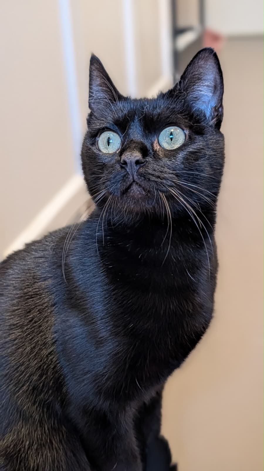Photo du chat