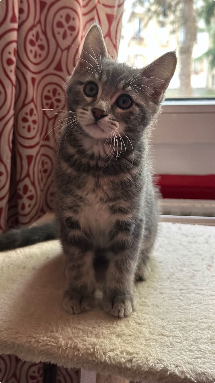 Photo du chat
