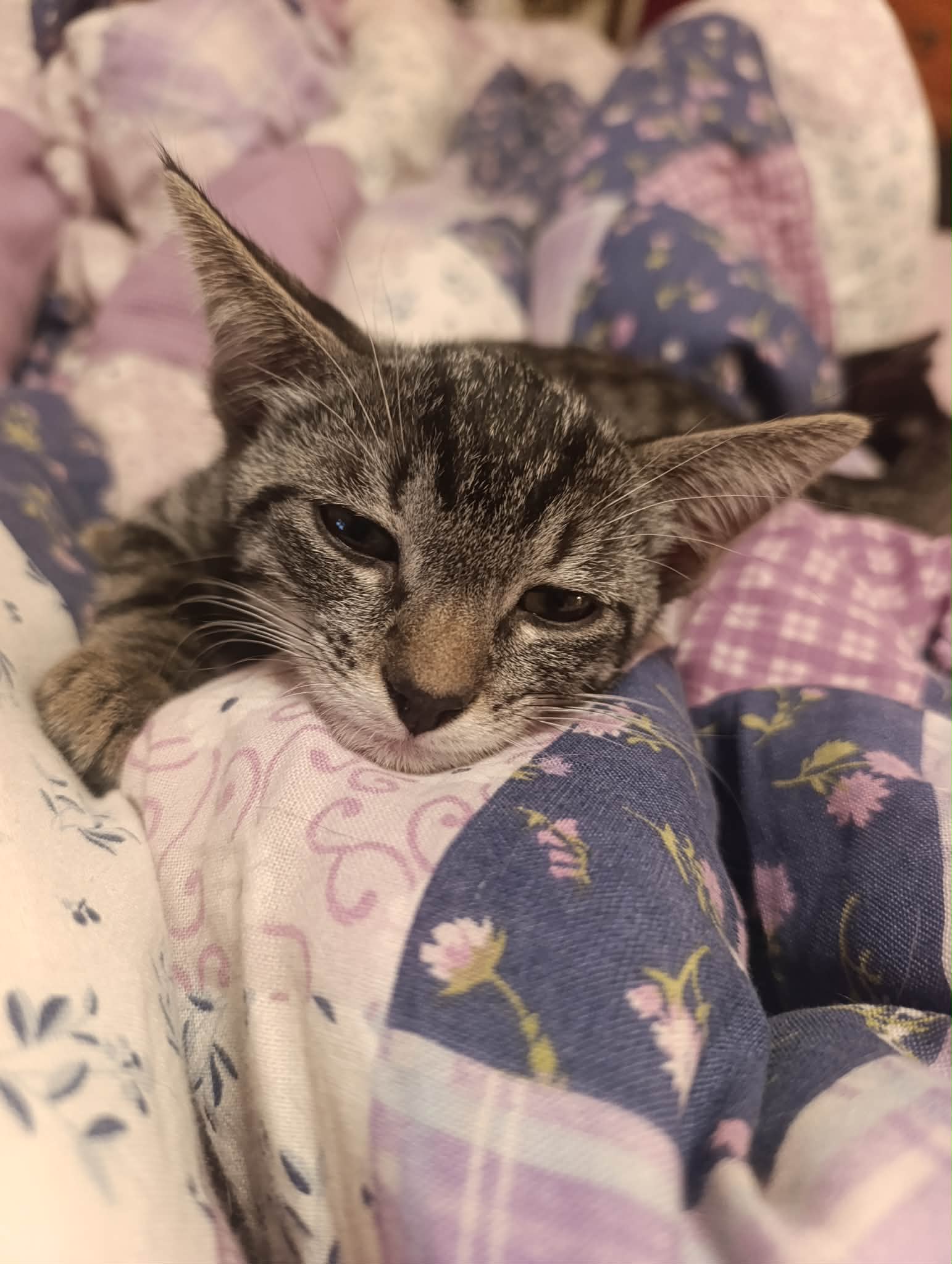 Photo du chat