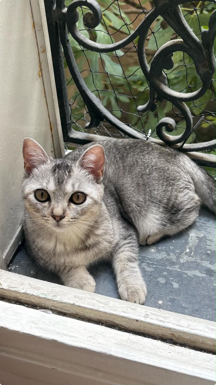 Photo du chat