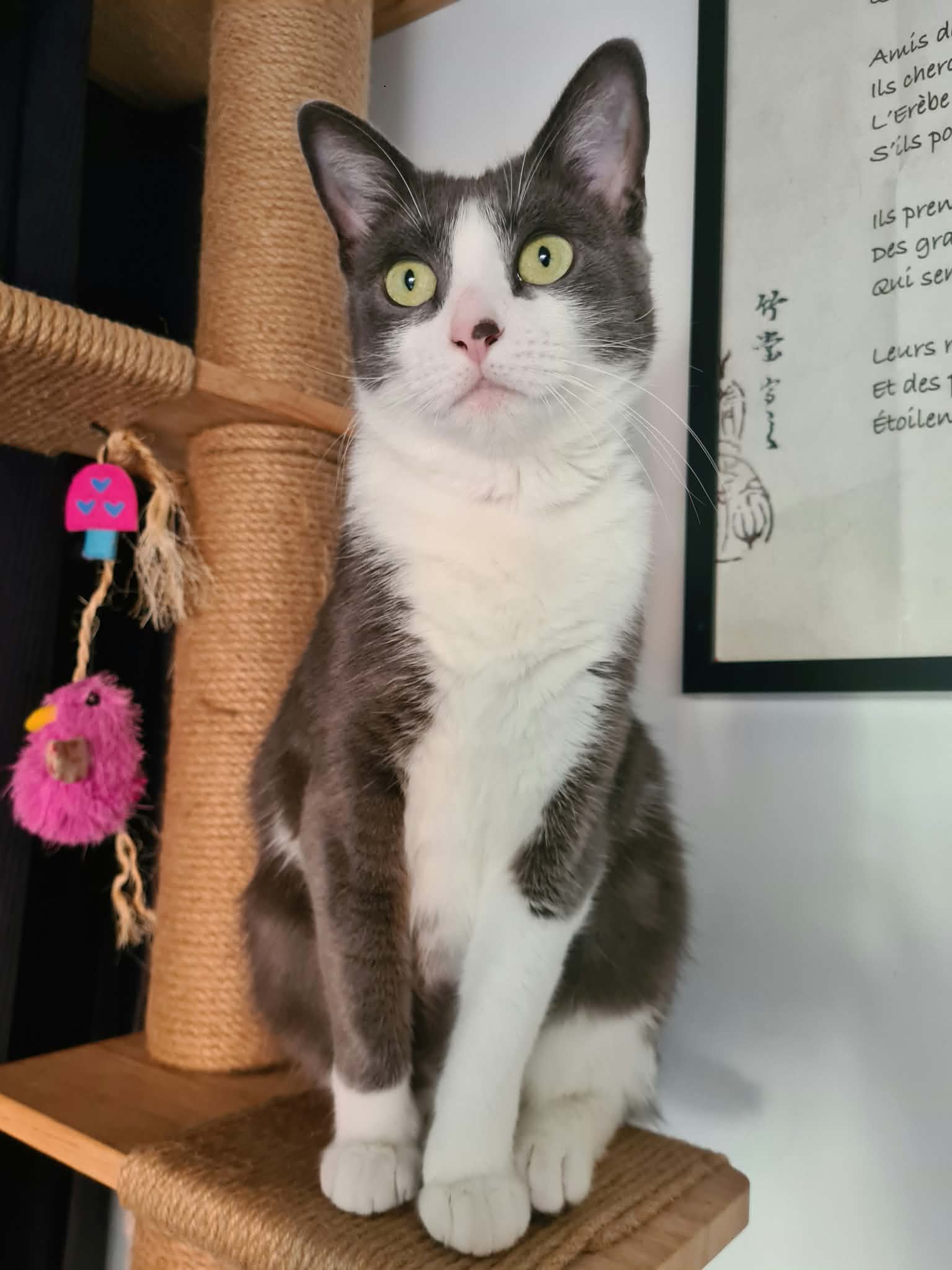 Photo du chat