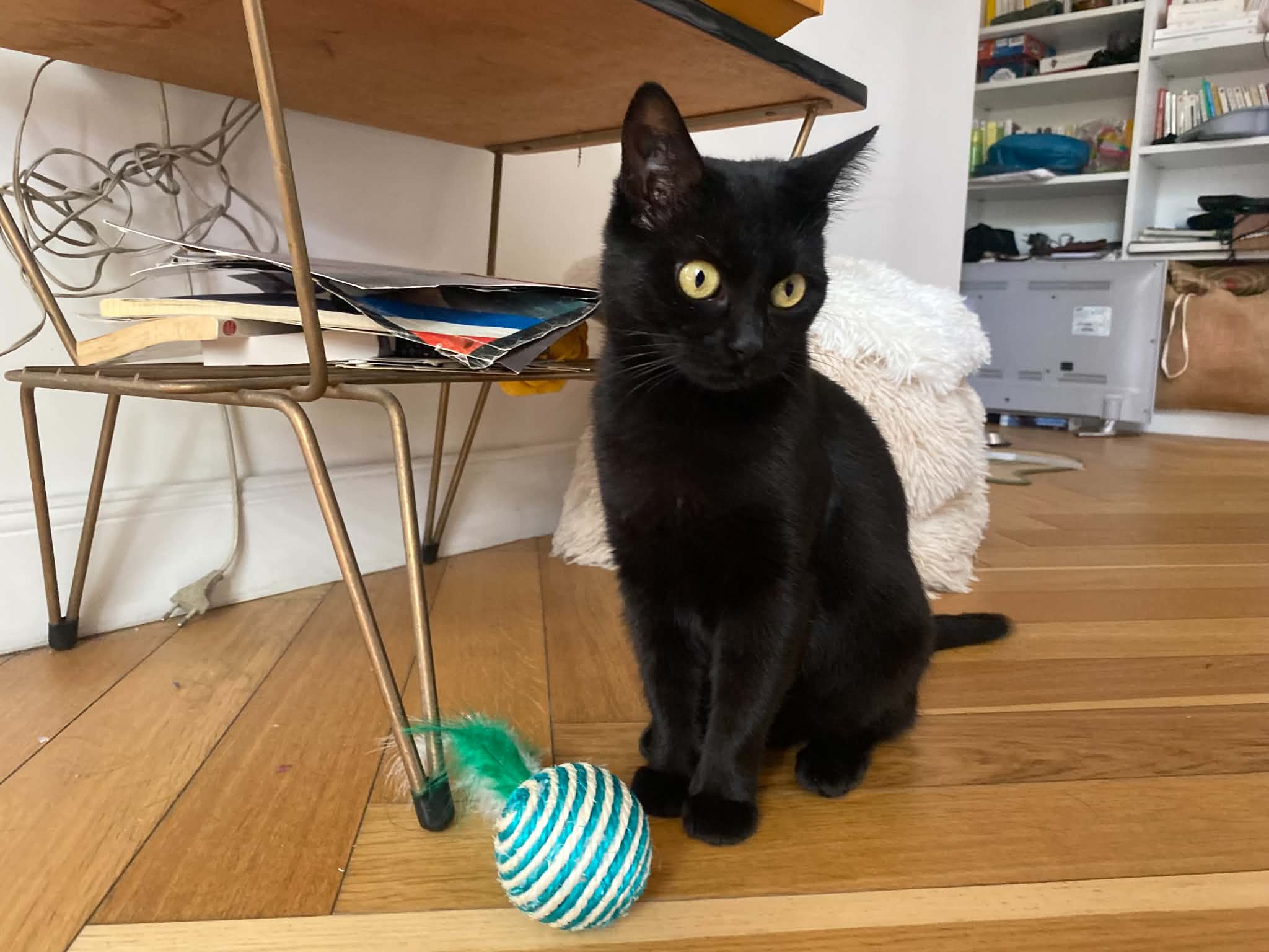 Photo du chat