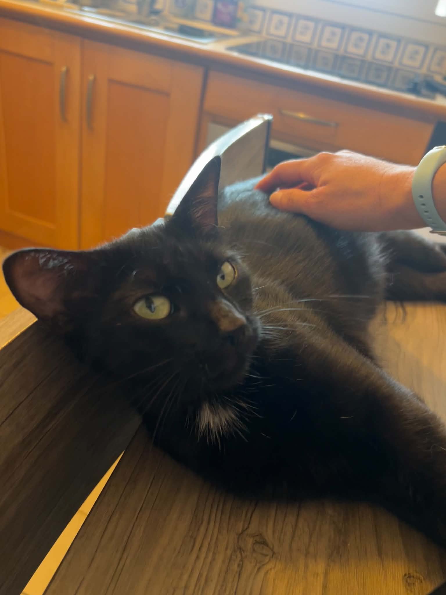 Photo du chat