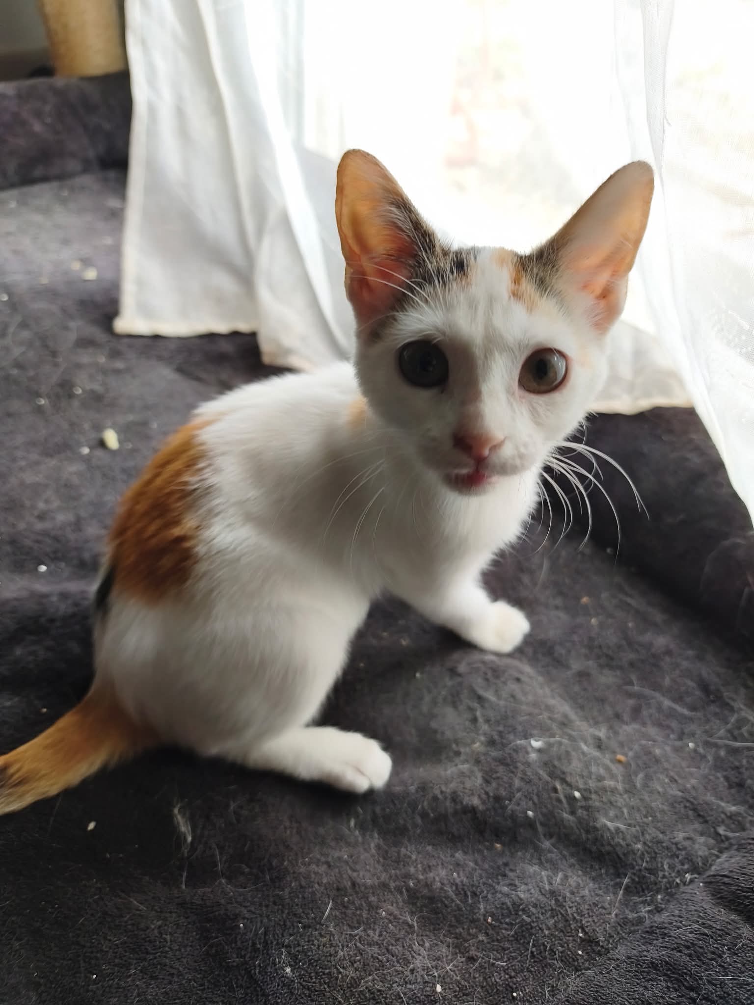 Photo du chat