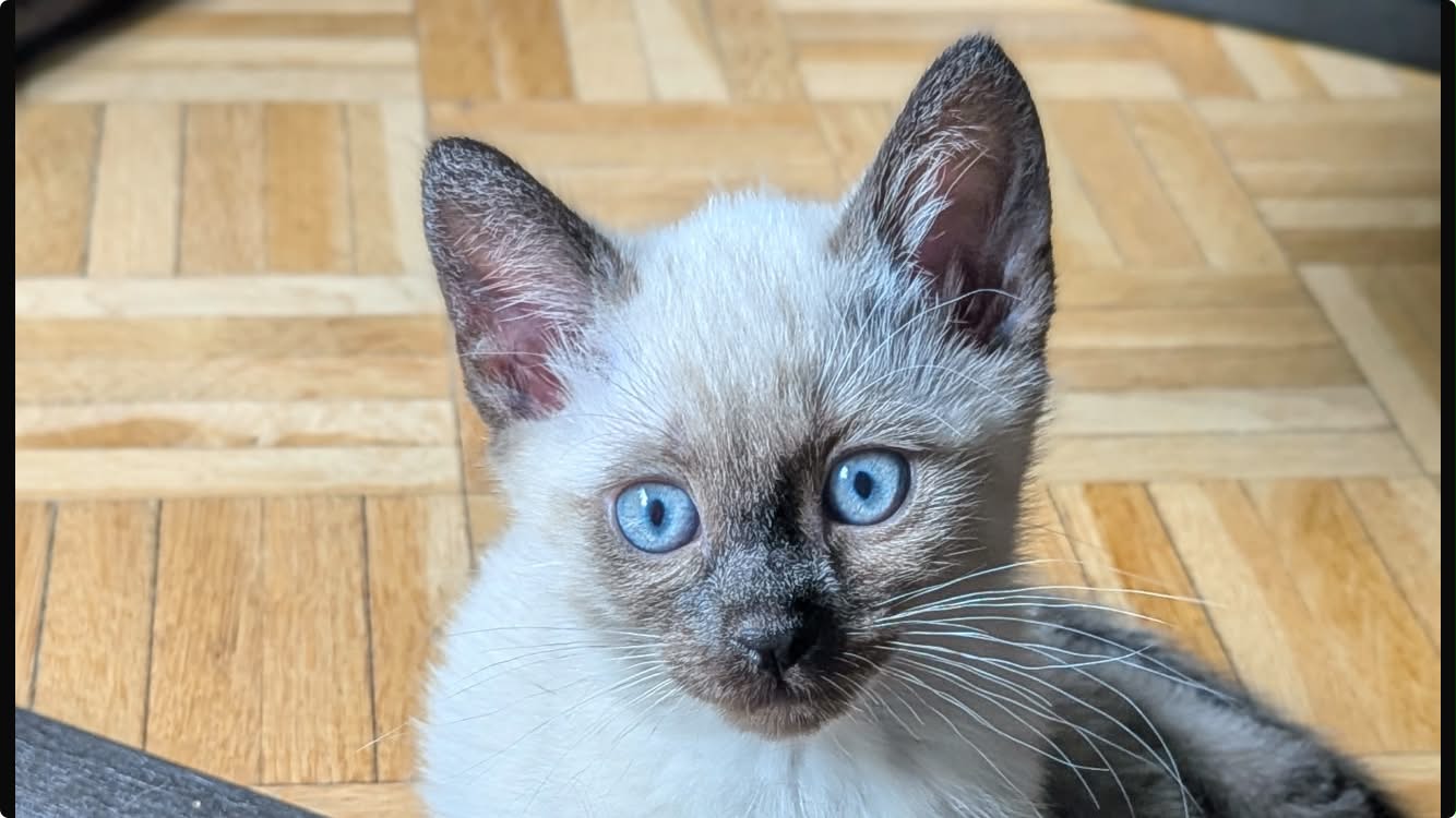 Photo du chat