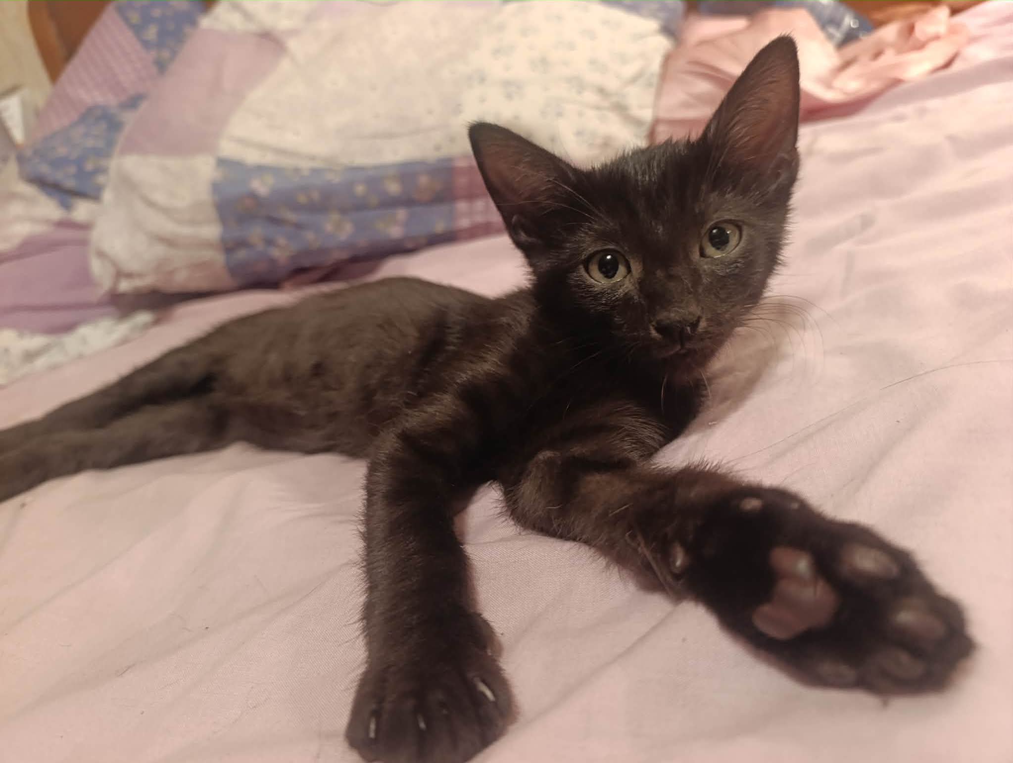 Photo du chat