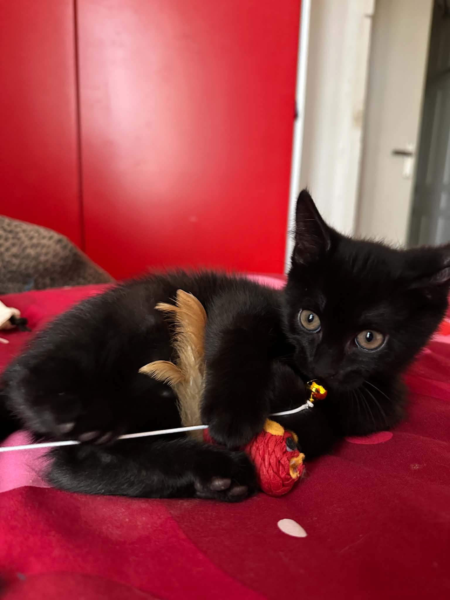 Photo du chat