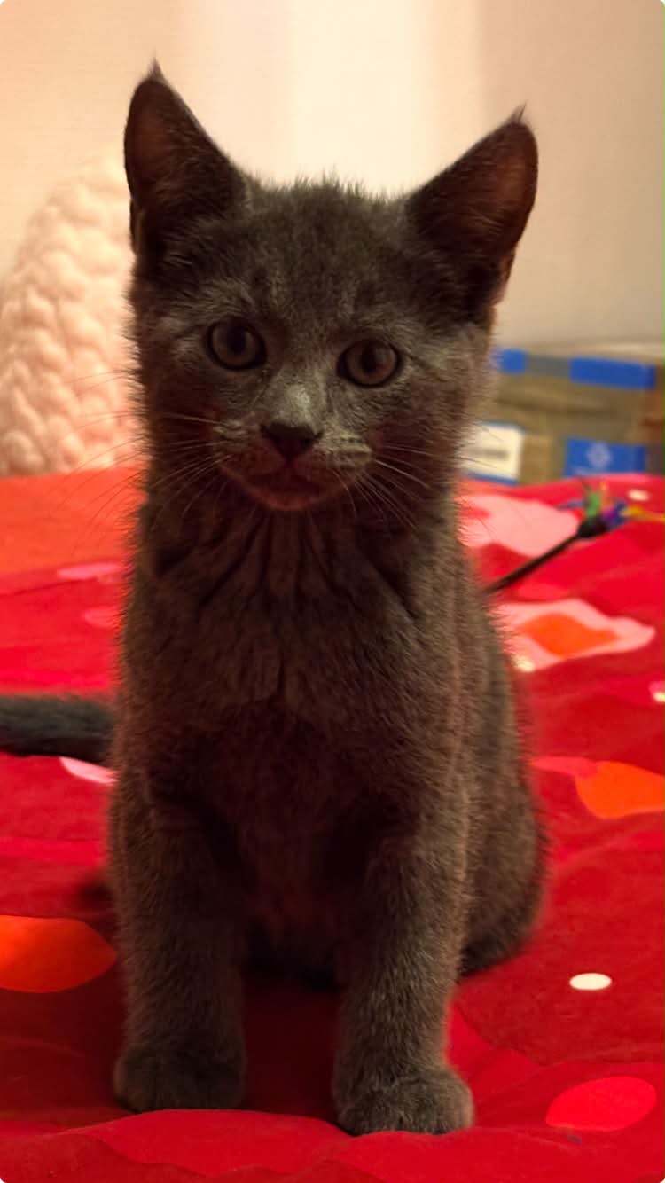 Photo du chat