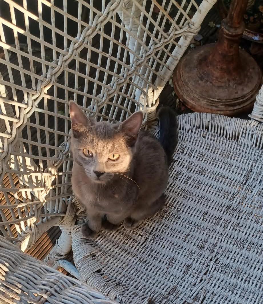 Photo du chat