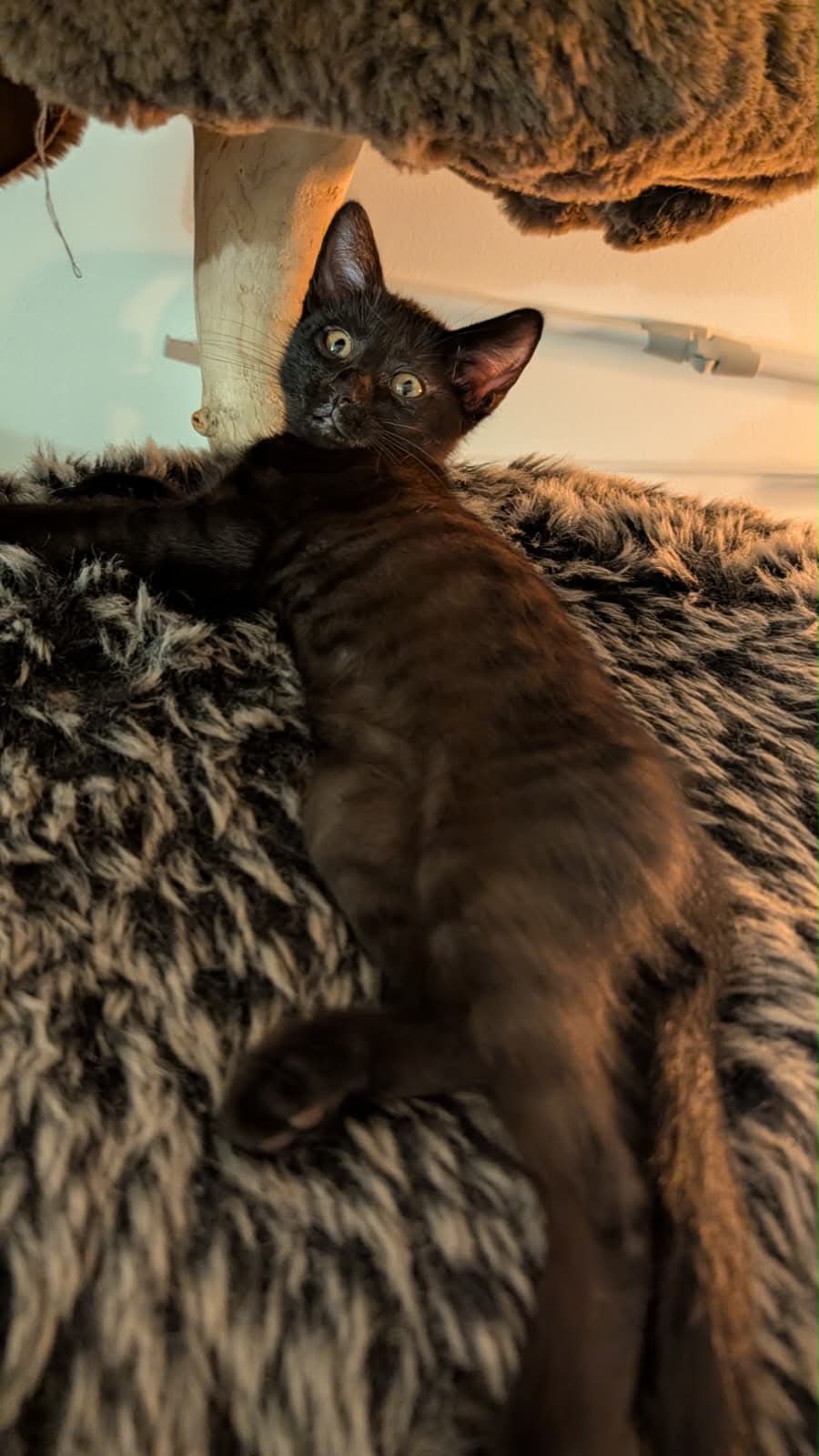 Photo du chat