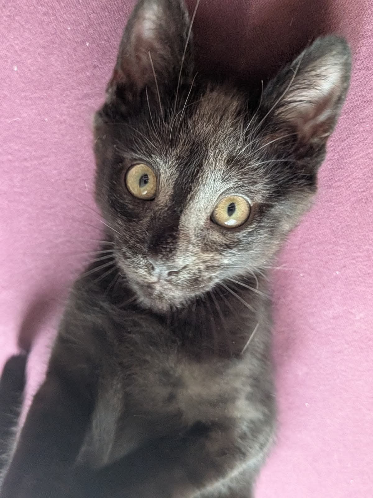Photo du chat