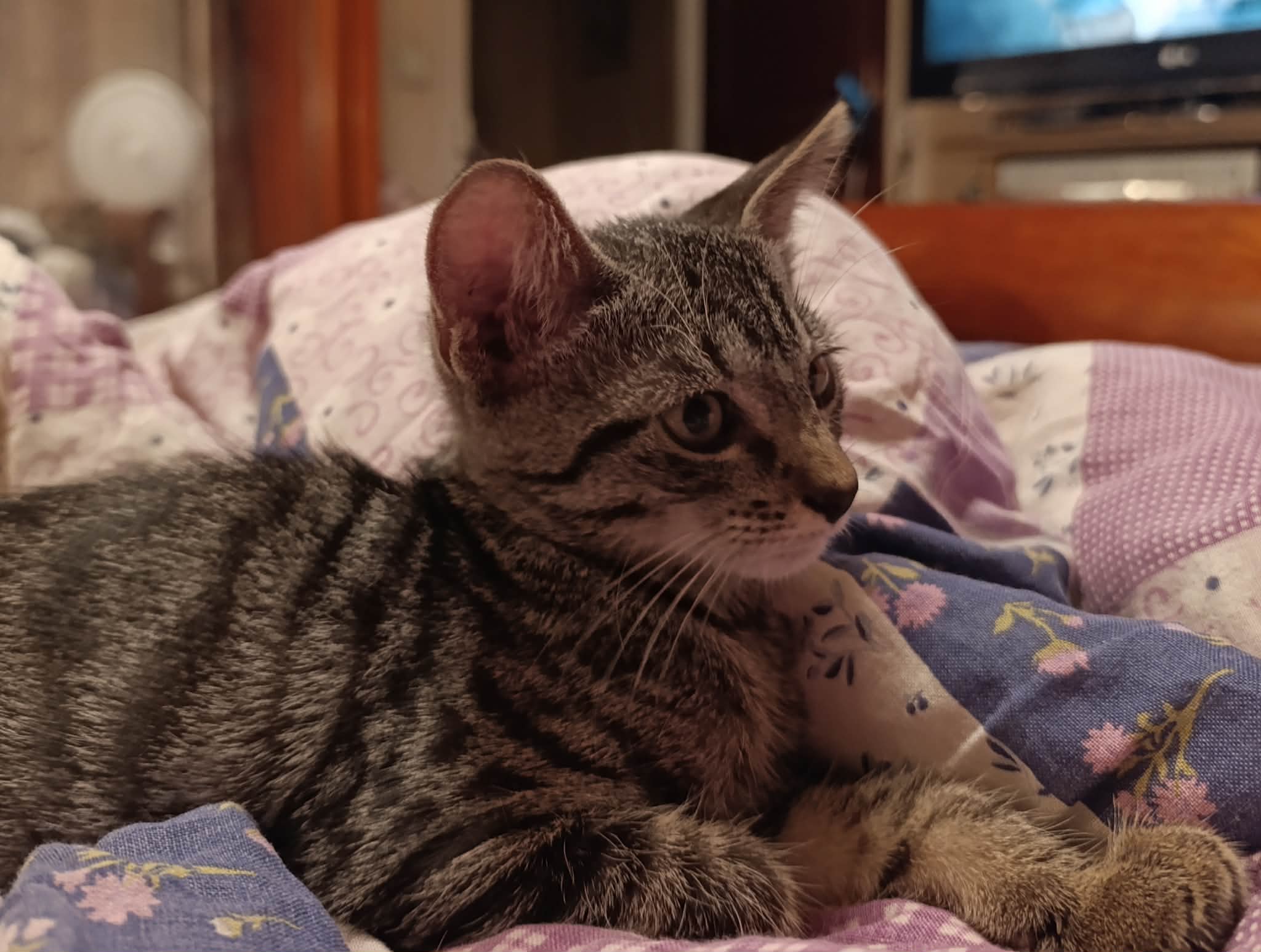 Photo du chat