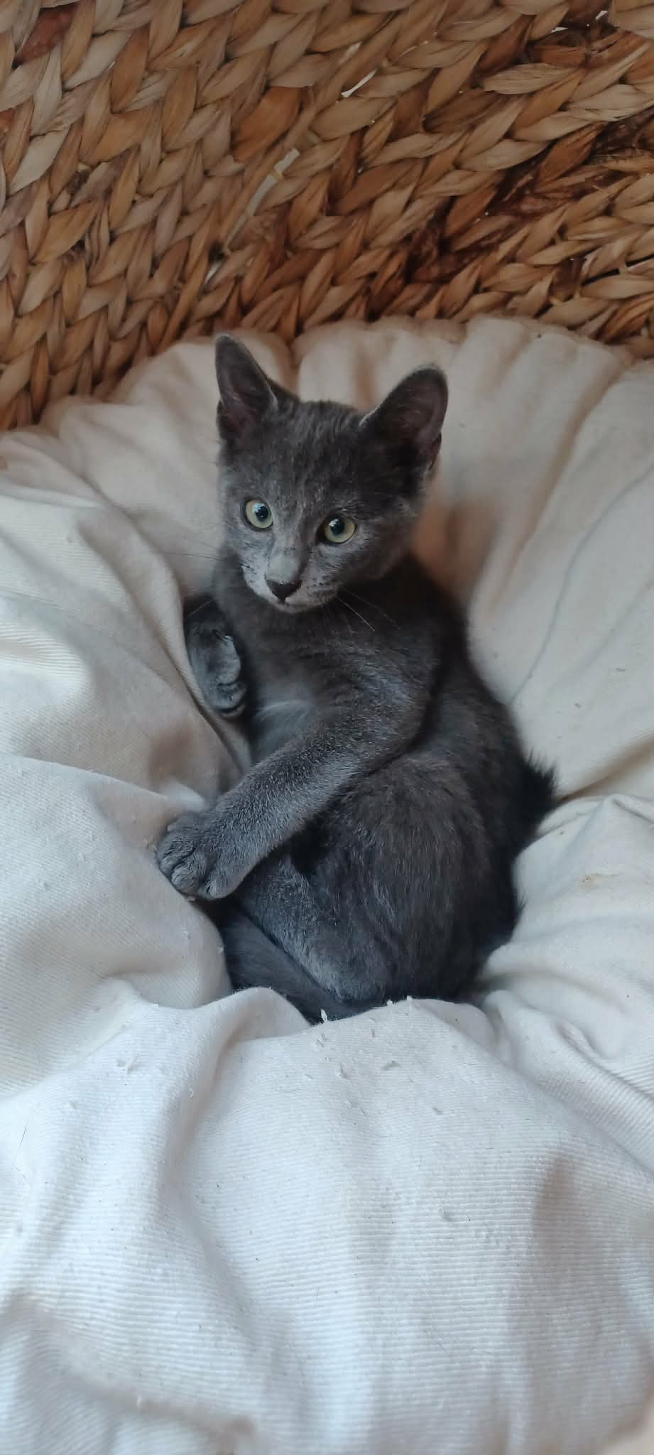 Photo du chat