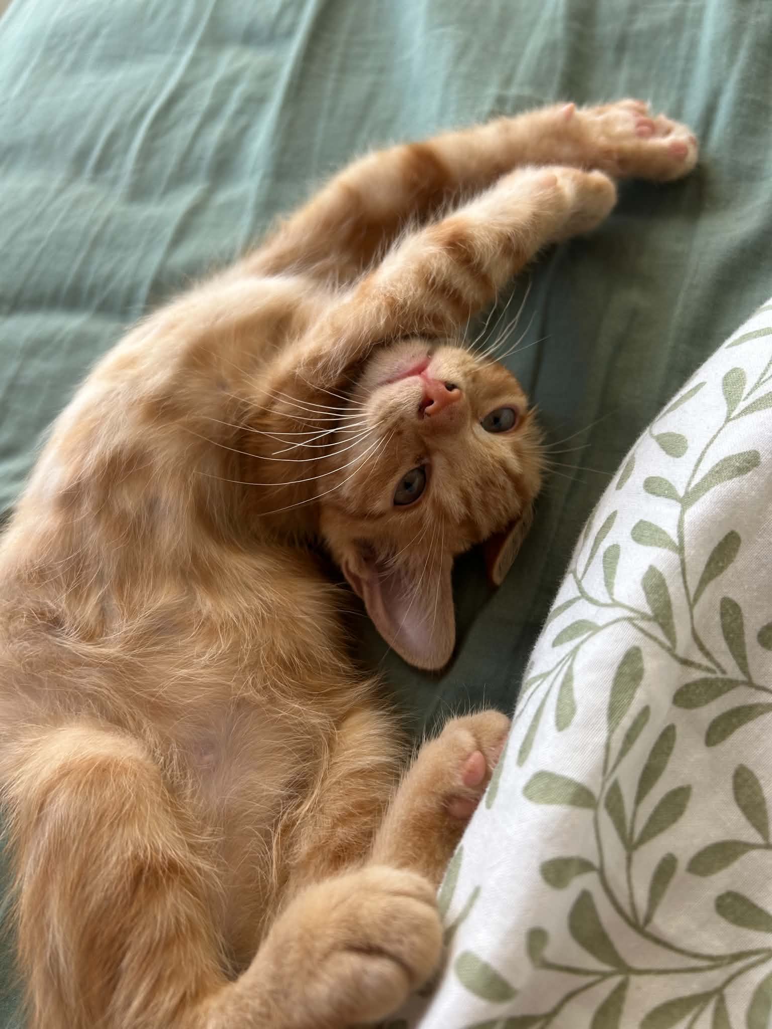 Photo du chat