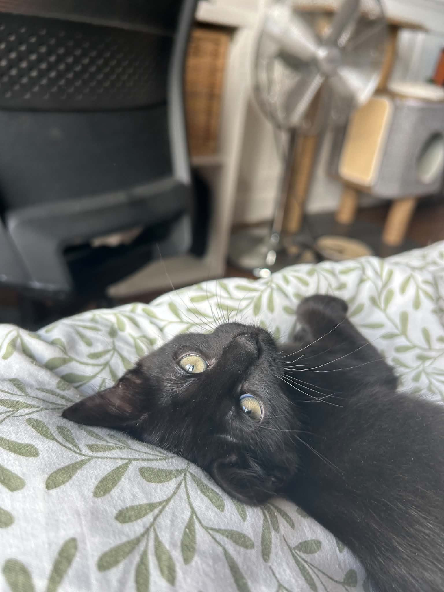 Photo du chat