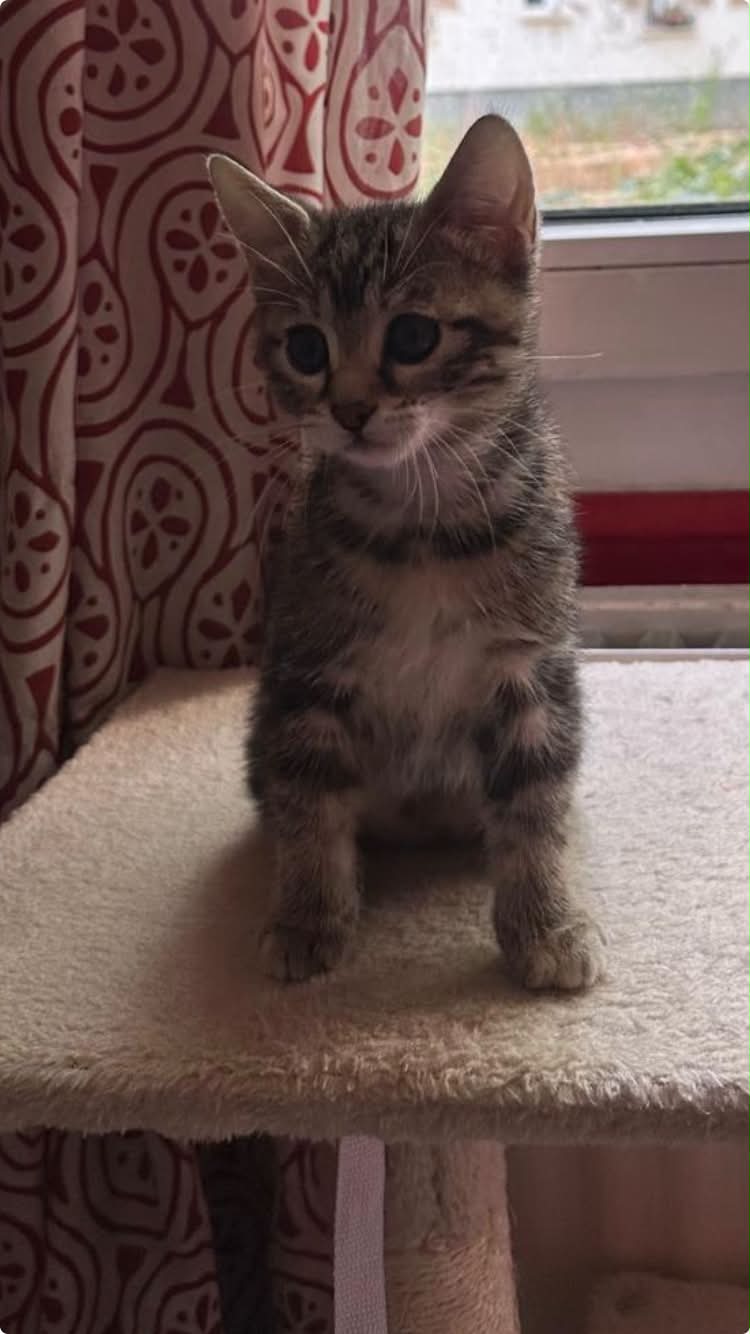 Photo du chat