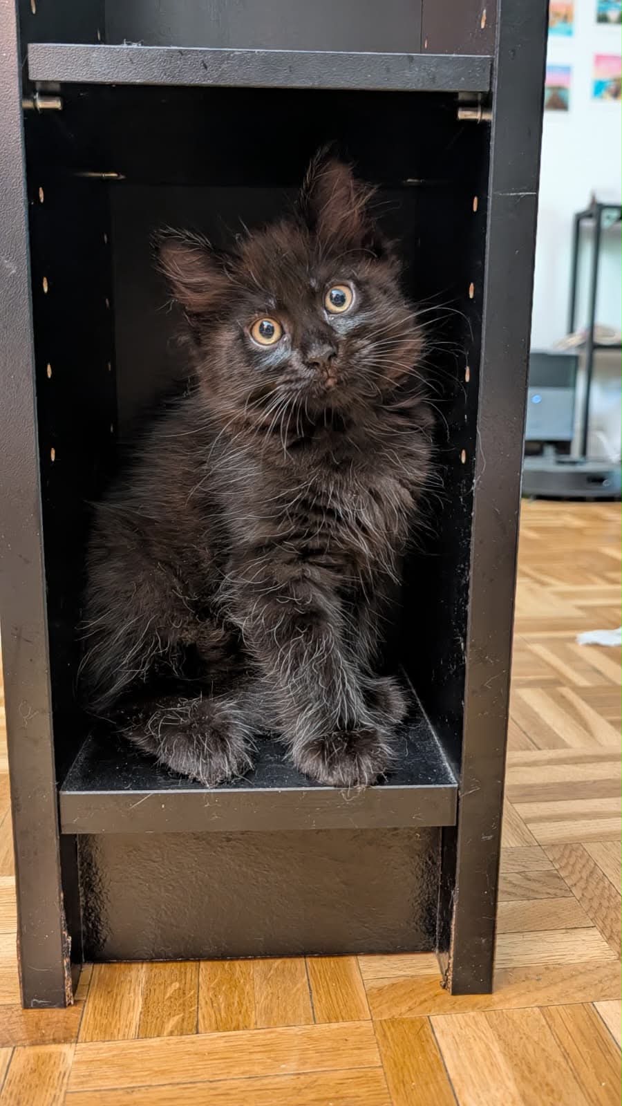 Photo du chat