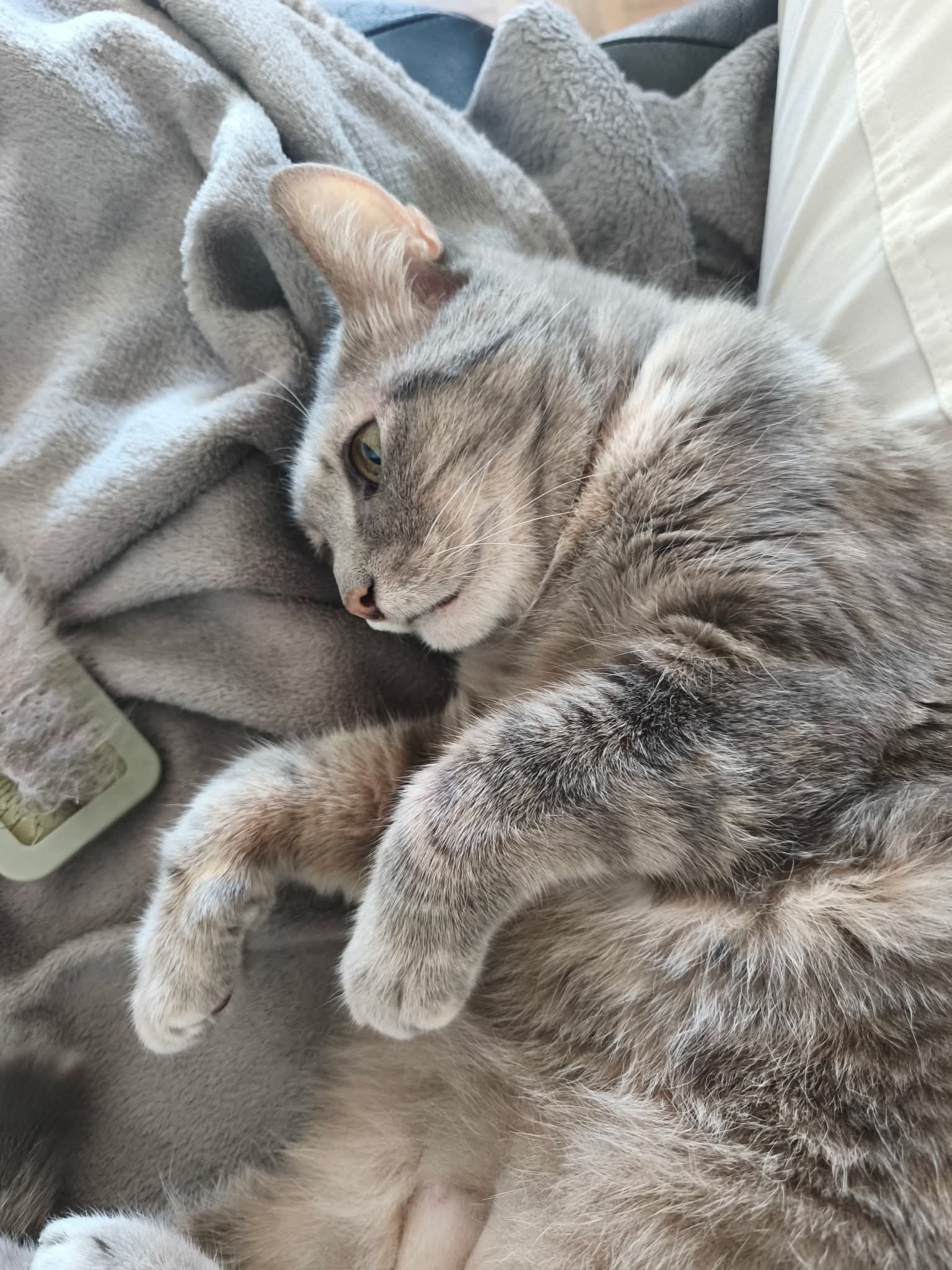 Photo du chat