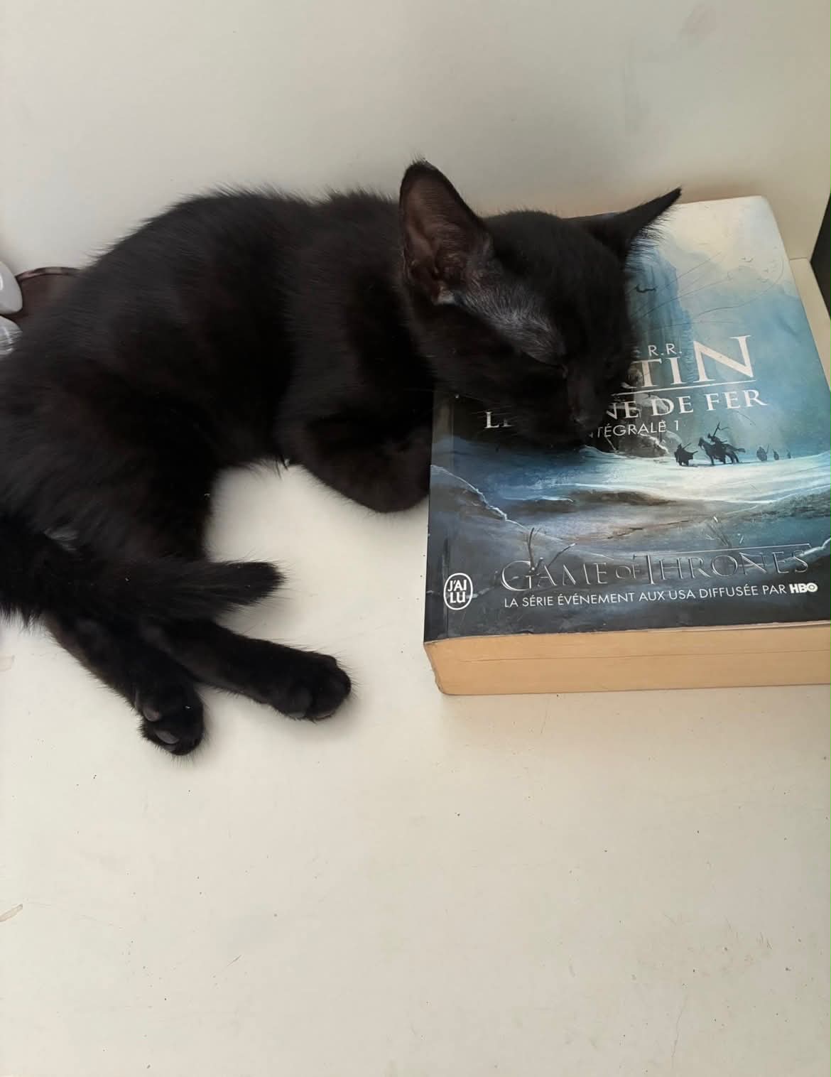 Photo du chat