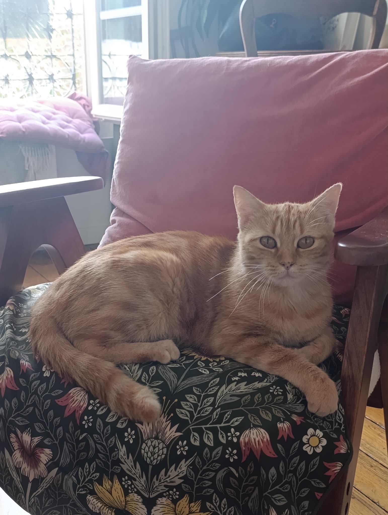 Photo du chat