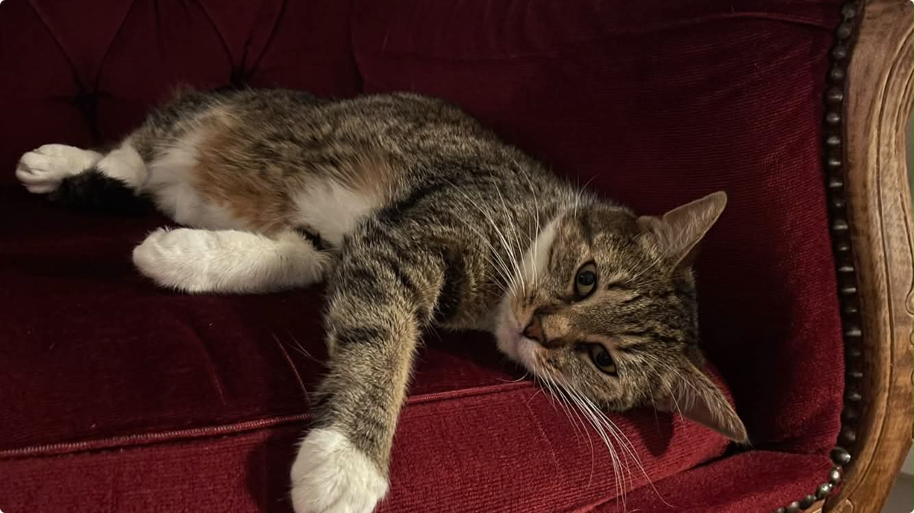 Photo du chat
