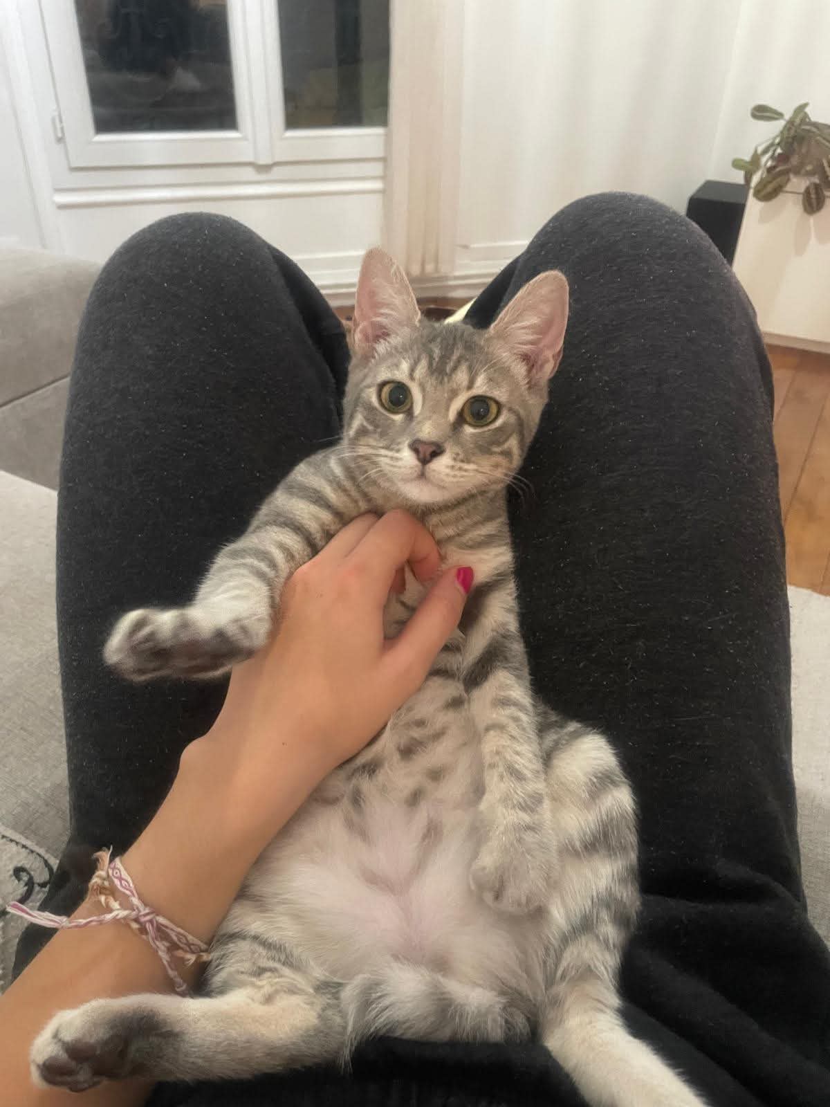 Photo du chat