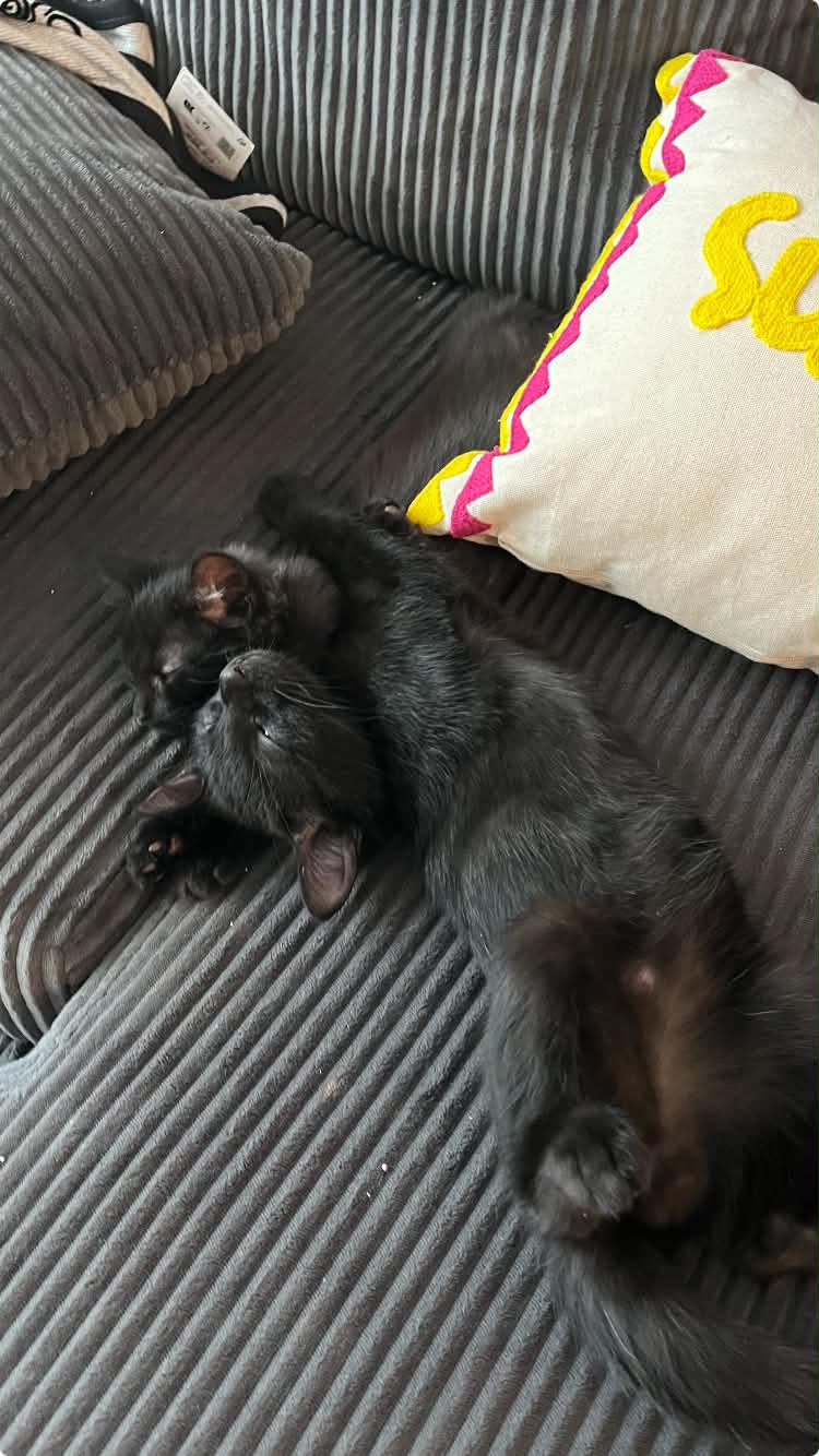 Photo du chat