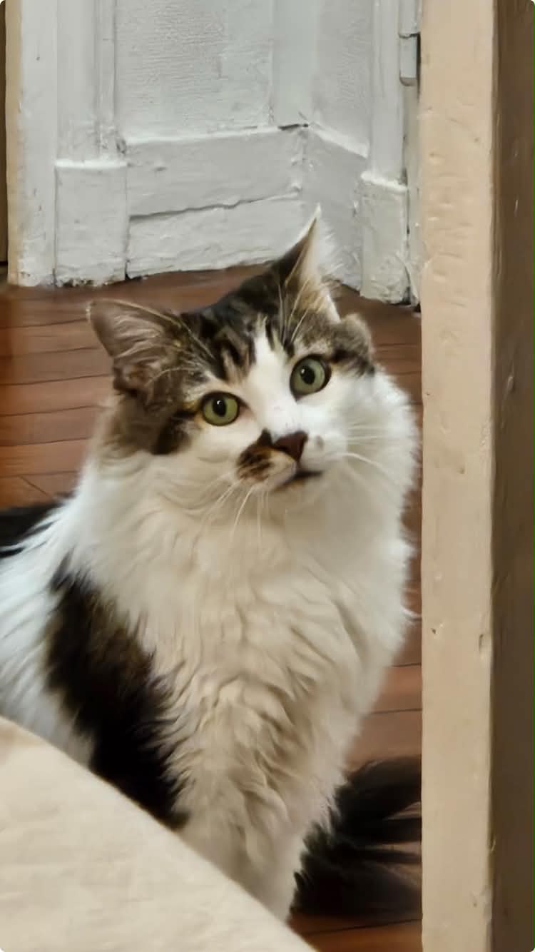 Photo du chat