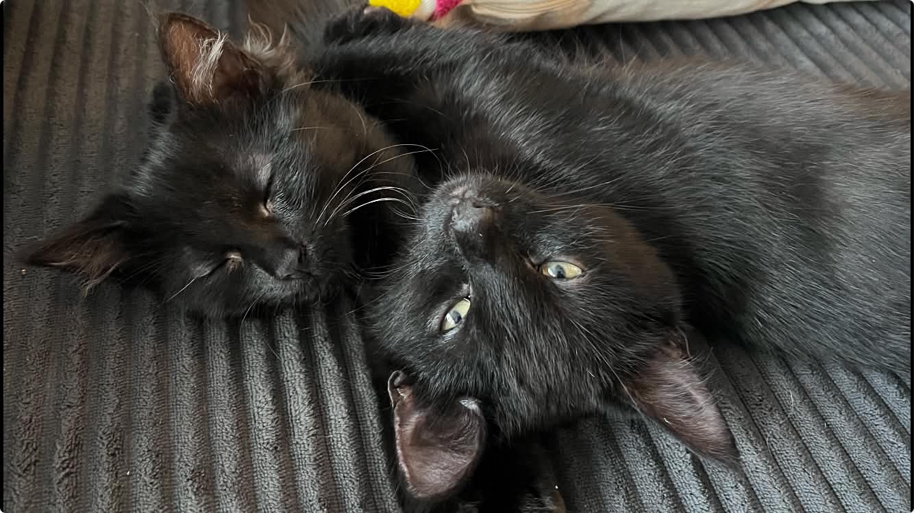 Photo du chat