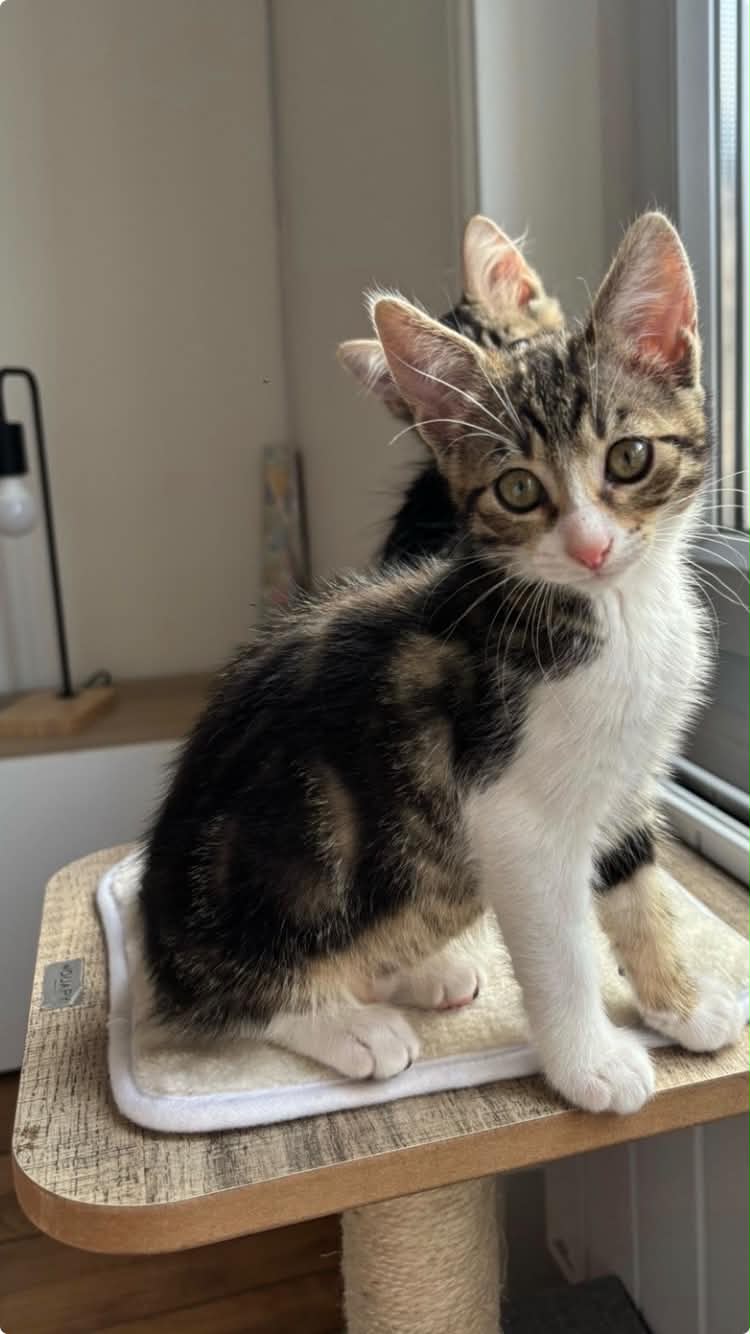 Photo du chat