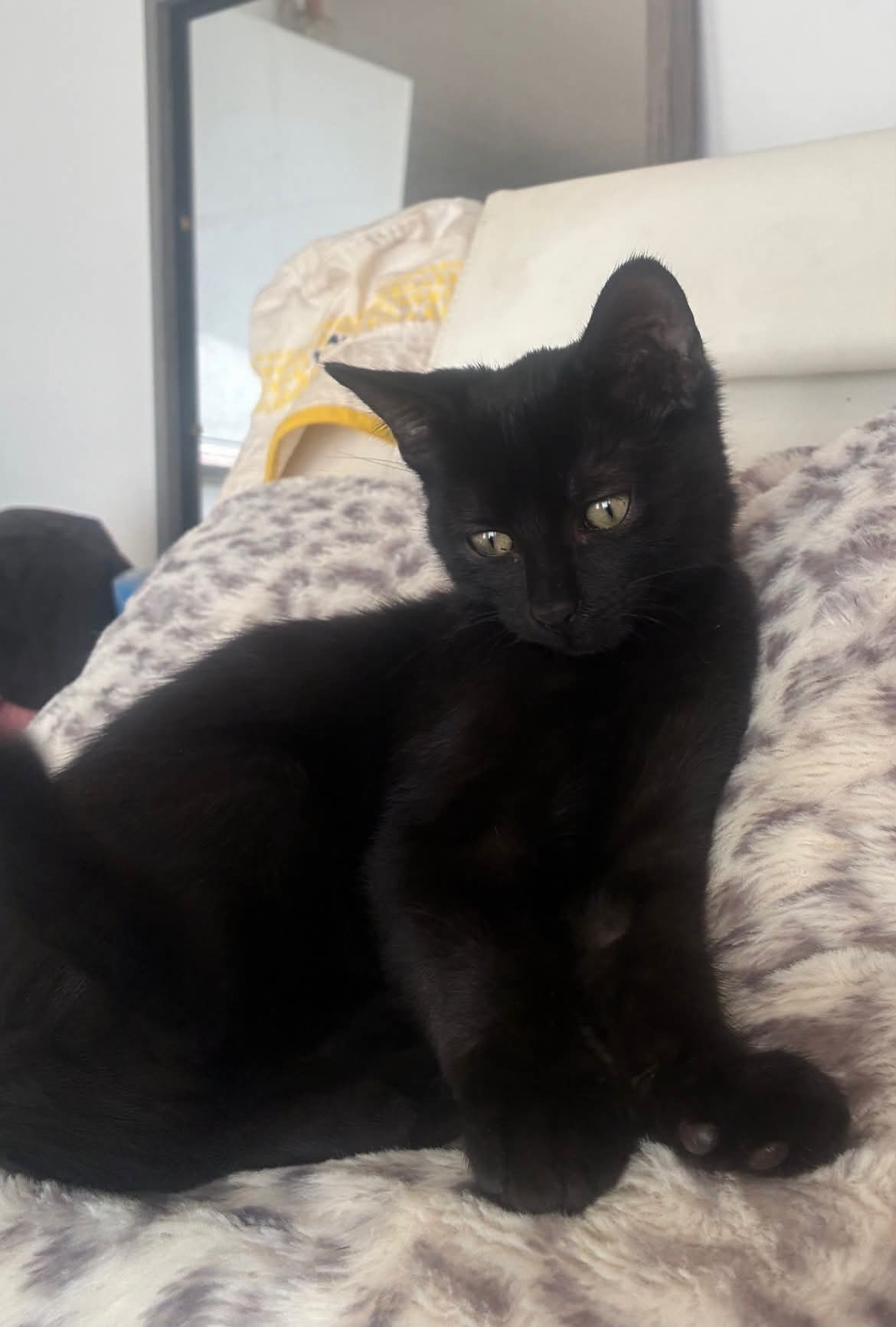 Photo du chat