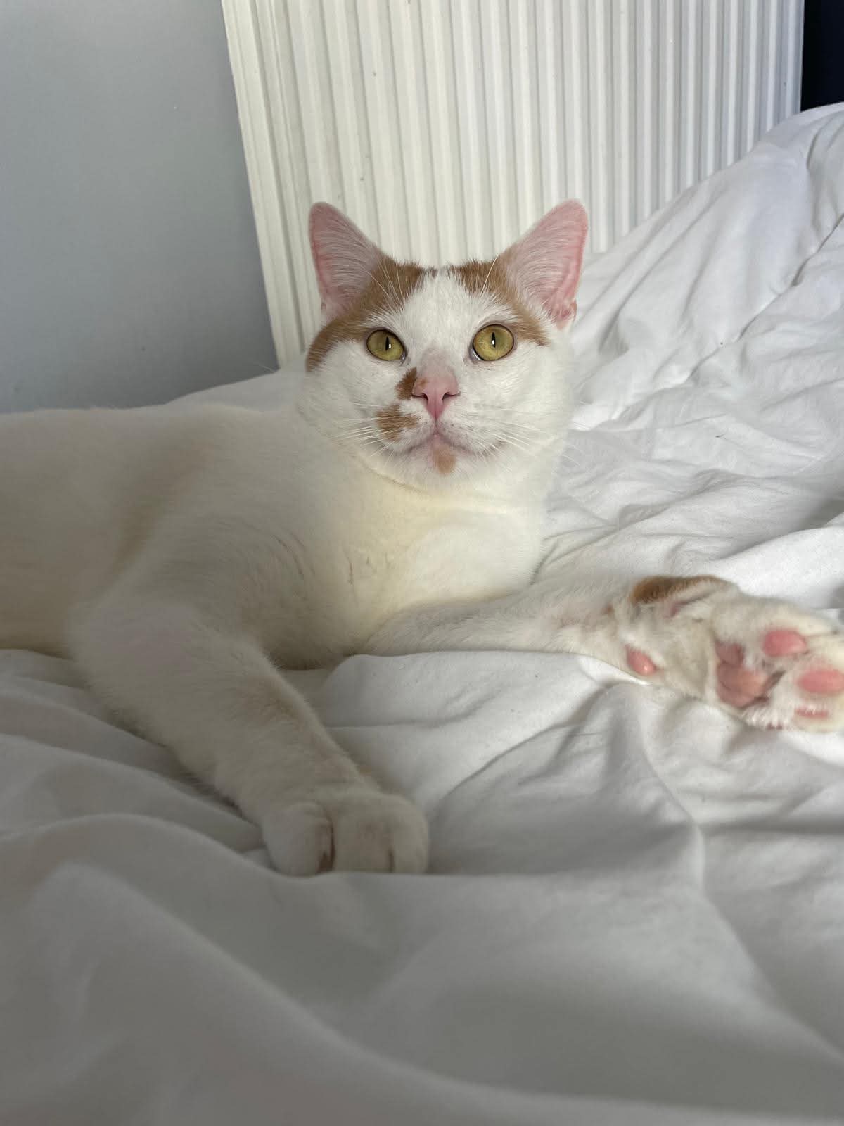 Photo du chat