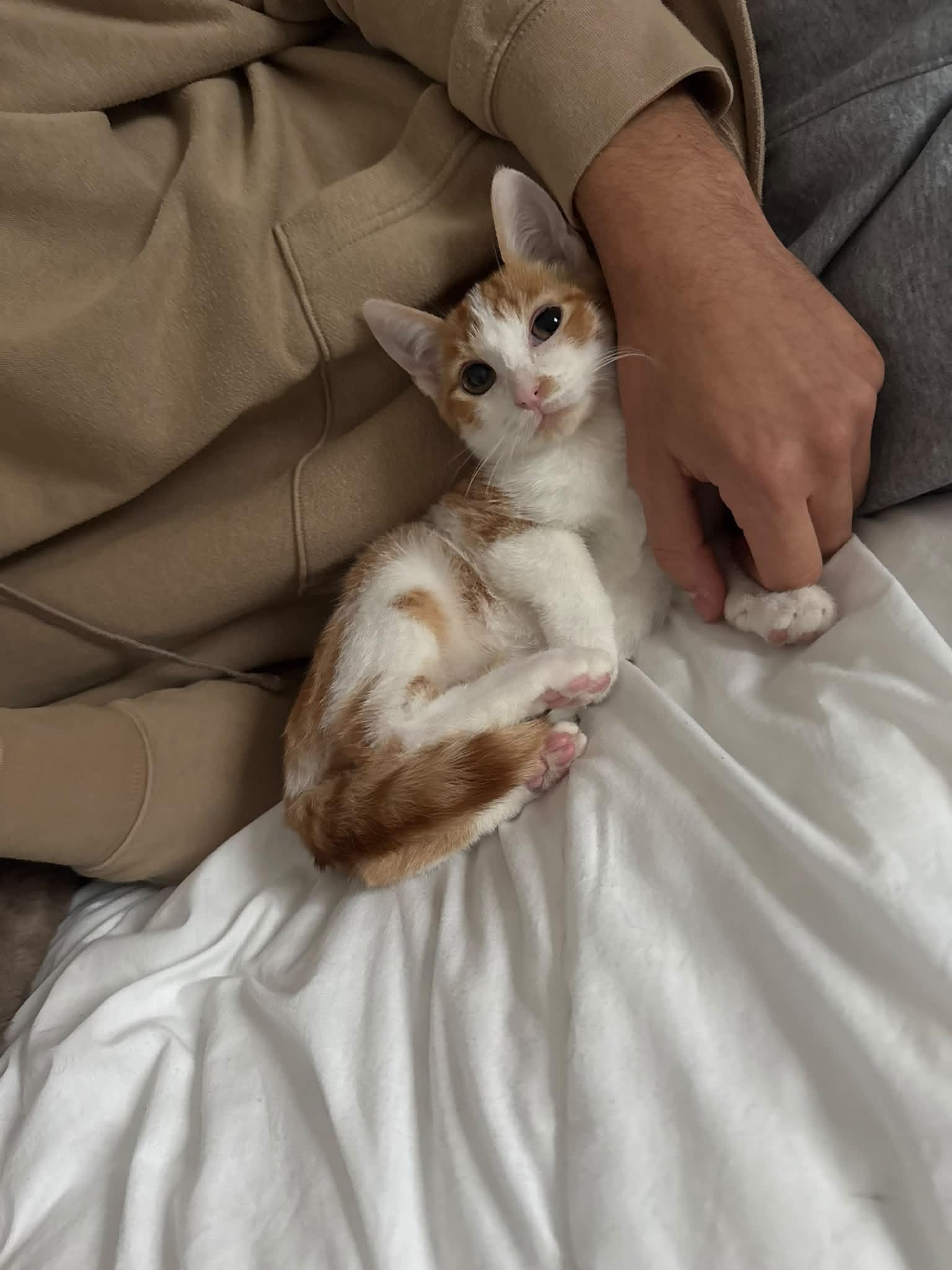 Photo du chat