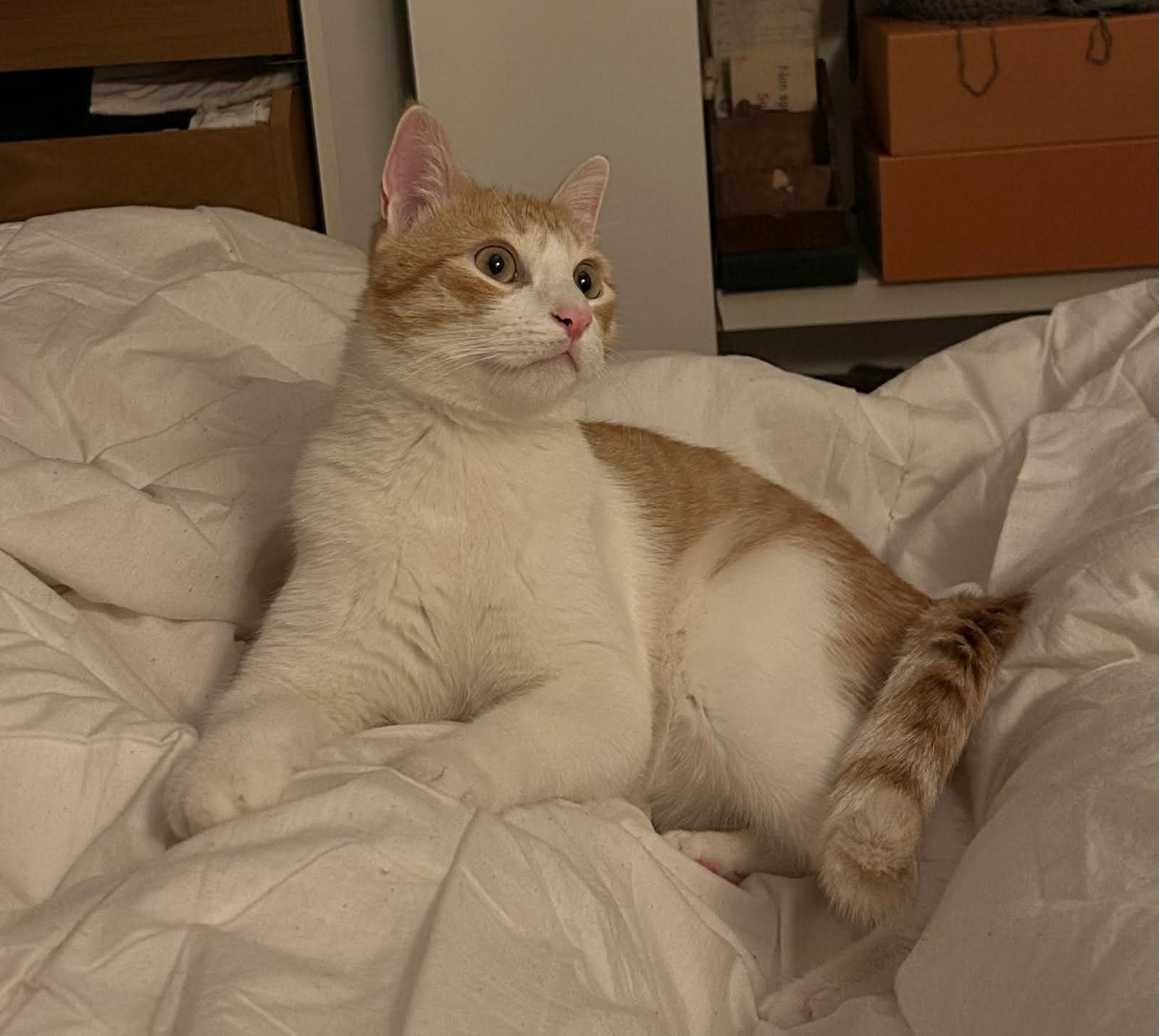 Photo du chat