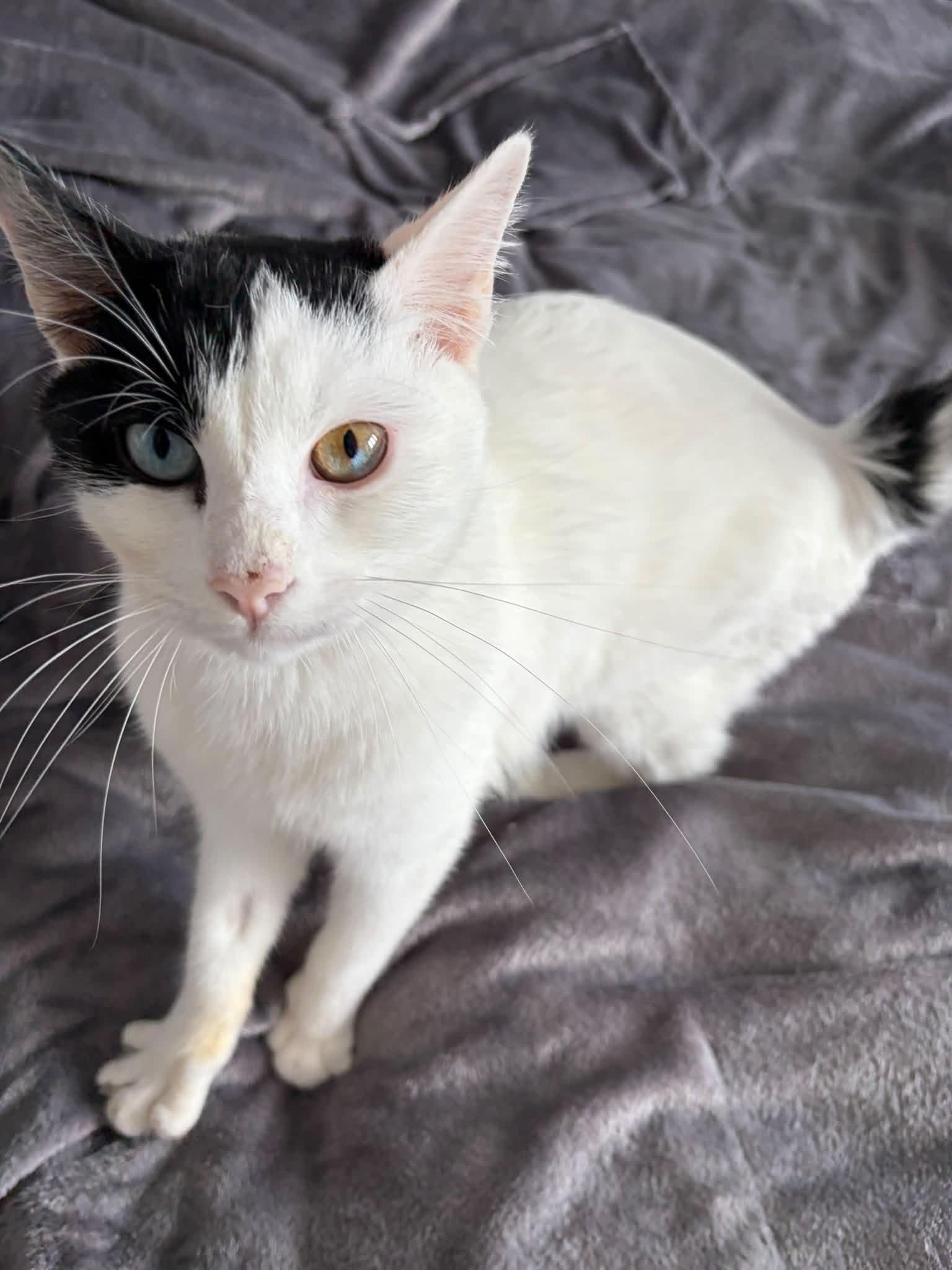 Photo du chat