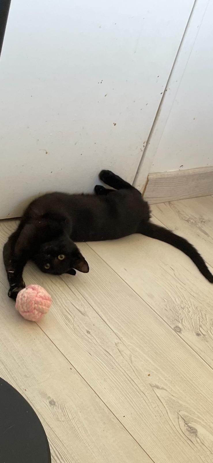 Photo du chat
