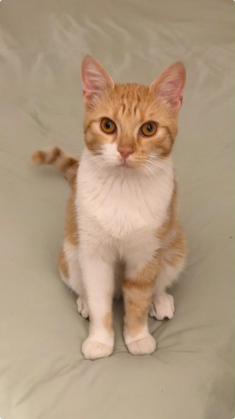 Photo du chat